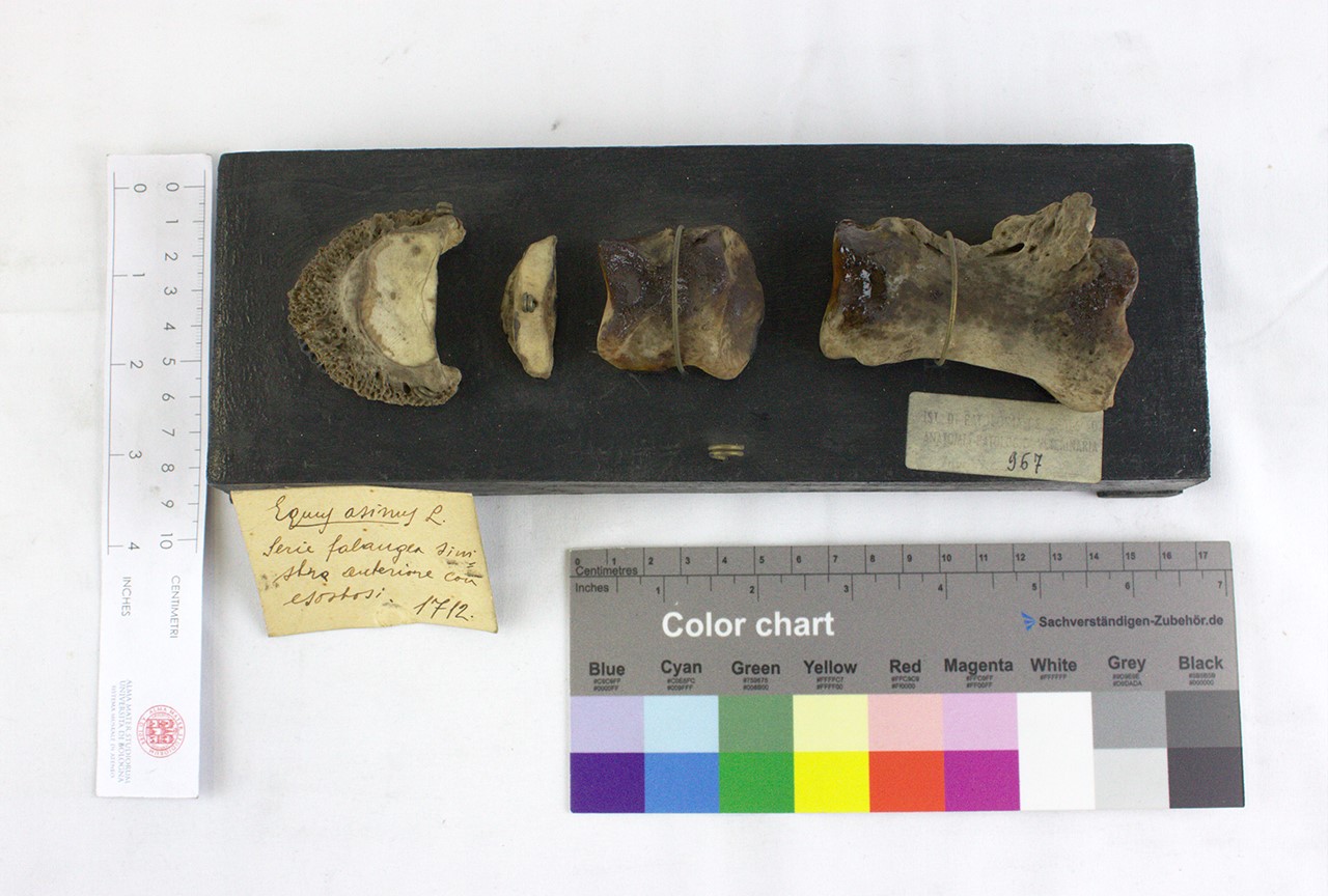 VERTEBRATI/ MAMMIFERI/ asino (esemplare)