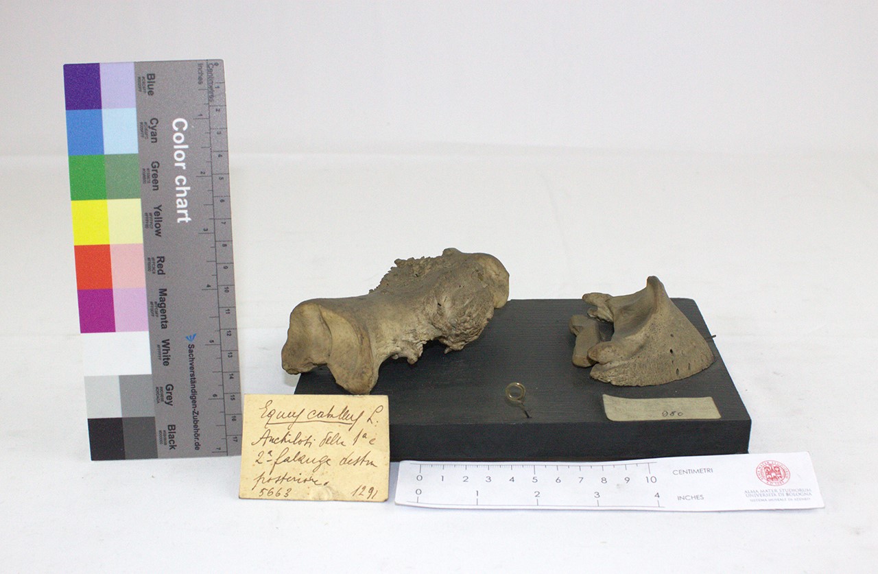 VERTEBRATI/ MAMMIFERI/ cavallo (esemplare)