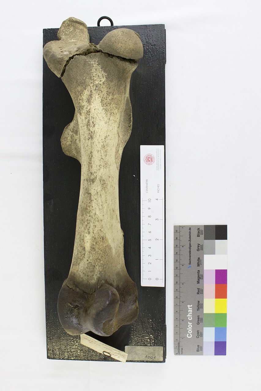 VERTEBRATI/ MAMMIFERI/ cavallo (esemplare)