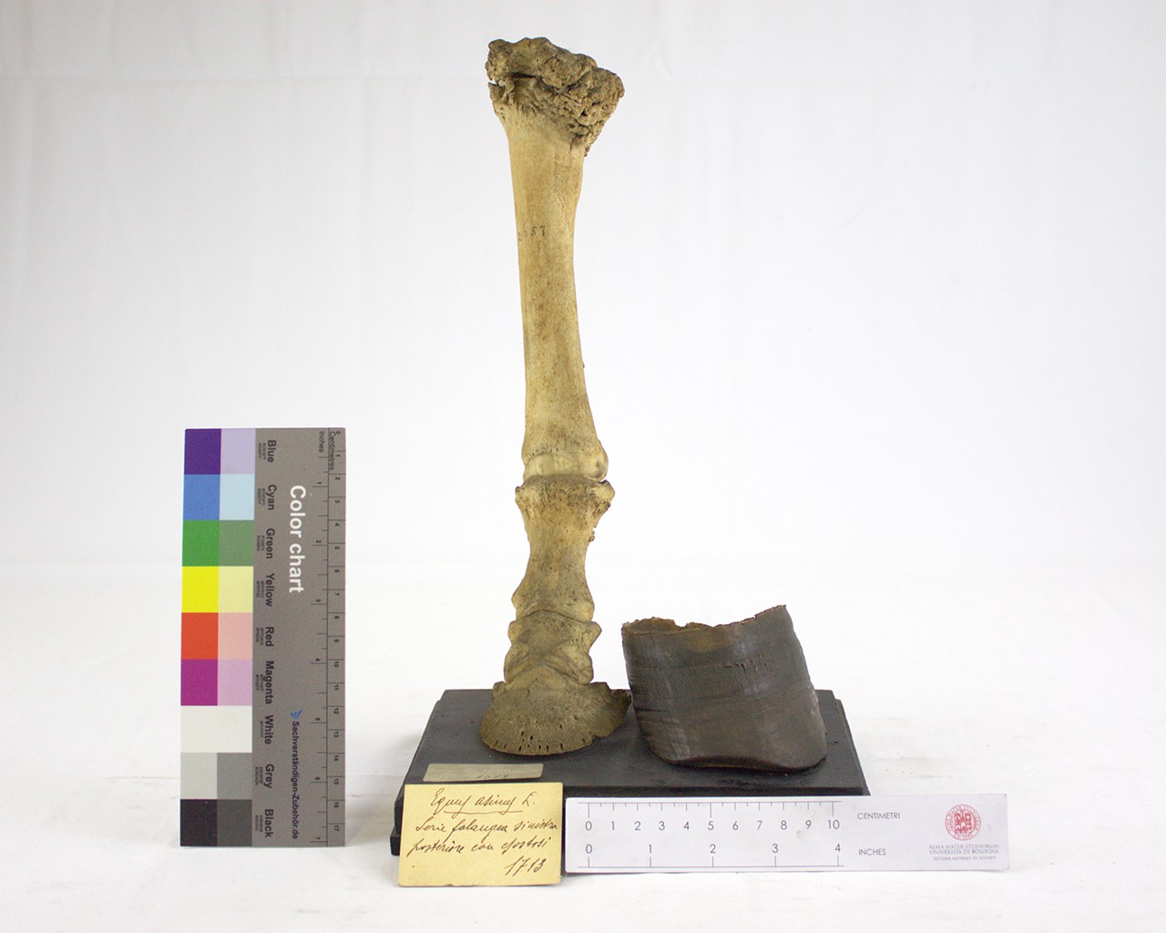 VERTEBRATI/ MAMMIFERI/ asino (esemplare)