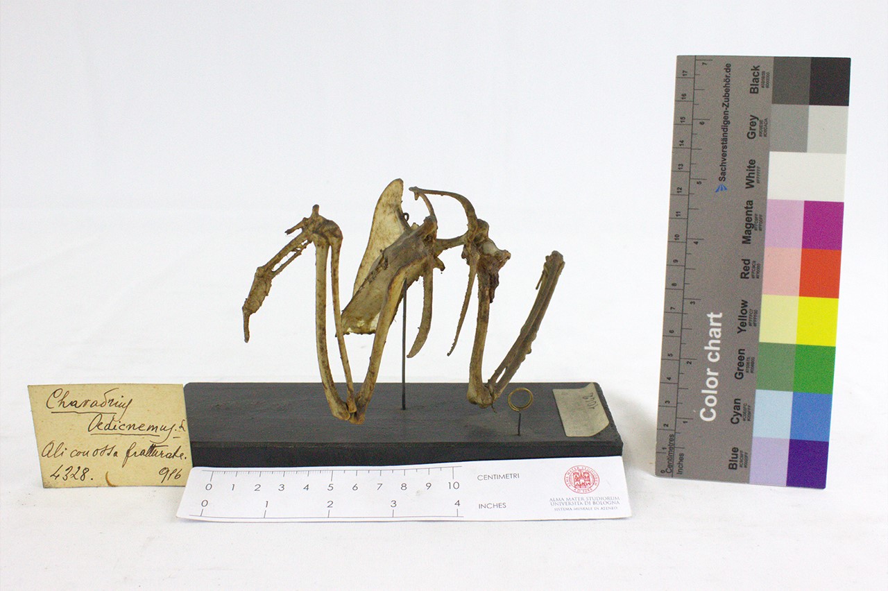 VERTEBRATI/AVES/uccello (esemplare)