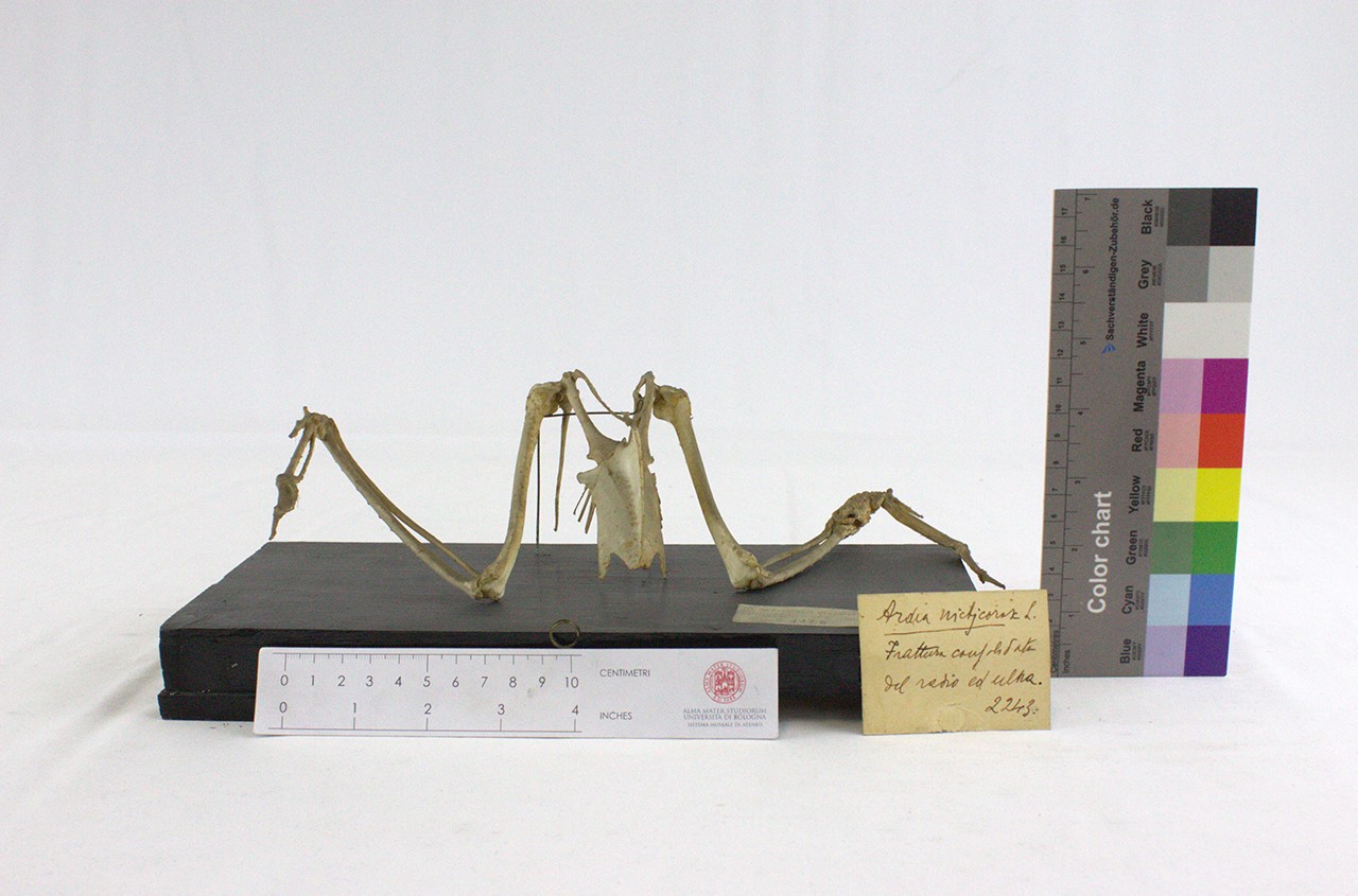 VERTEBRATI/AVES/ardea (esemplare)