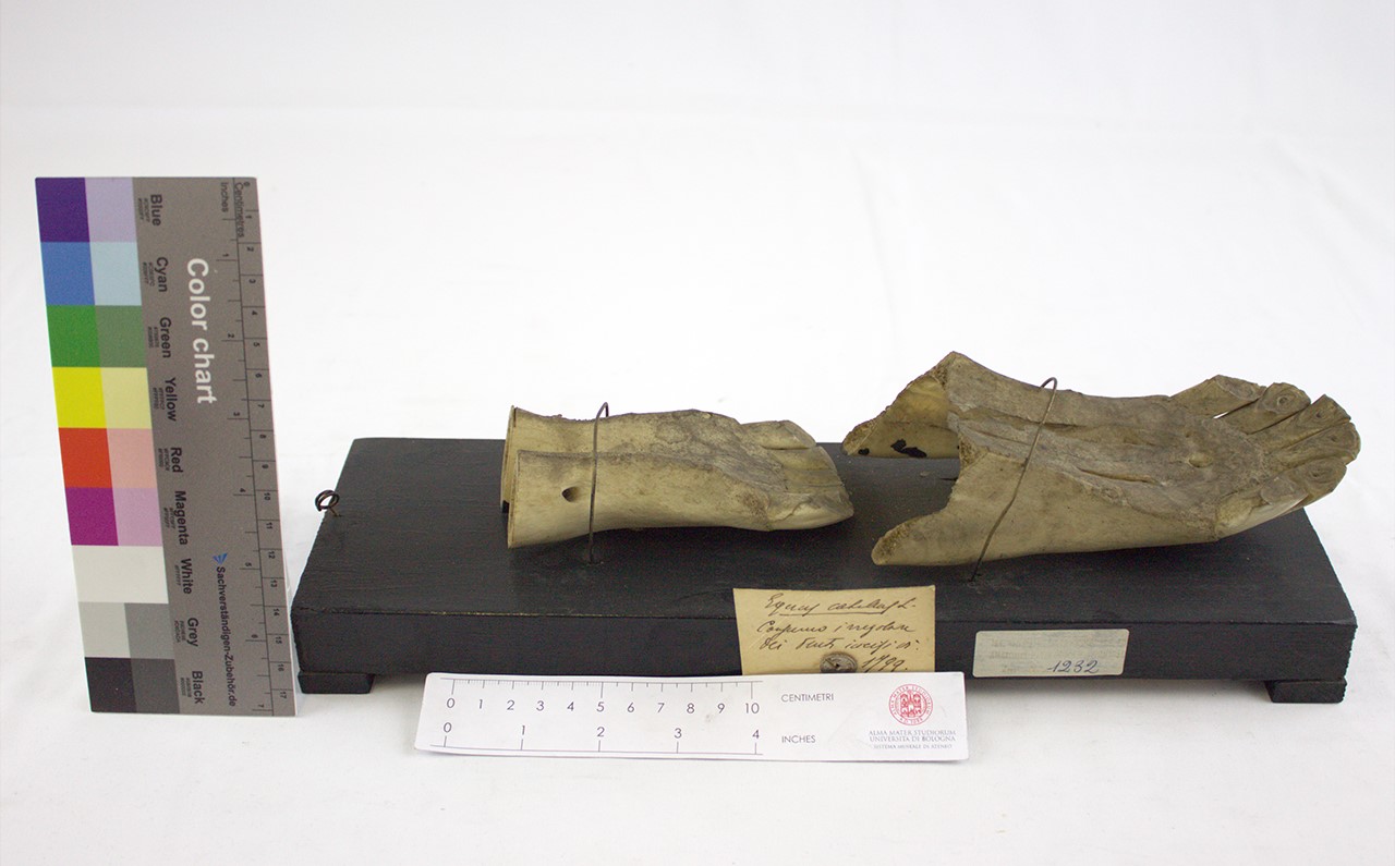 VERTEBRATI/ MAMMIFERI/ cavallo (esemplare)