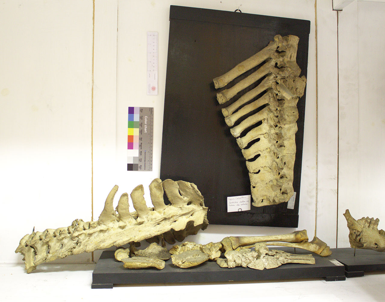 VERTEBRATI/ MAMMIFERI/ cavallo (esemplare)