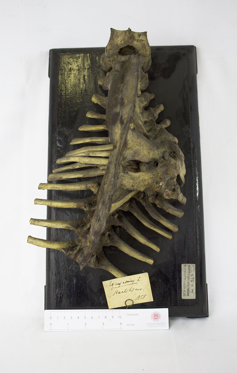 VERTEBRATI/ MAMMIFERI/ asino (esemplare)