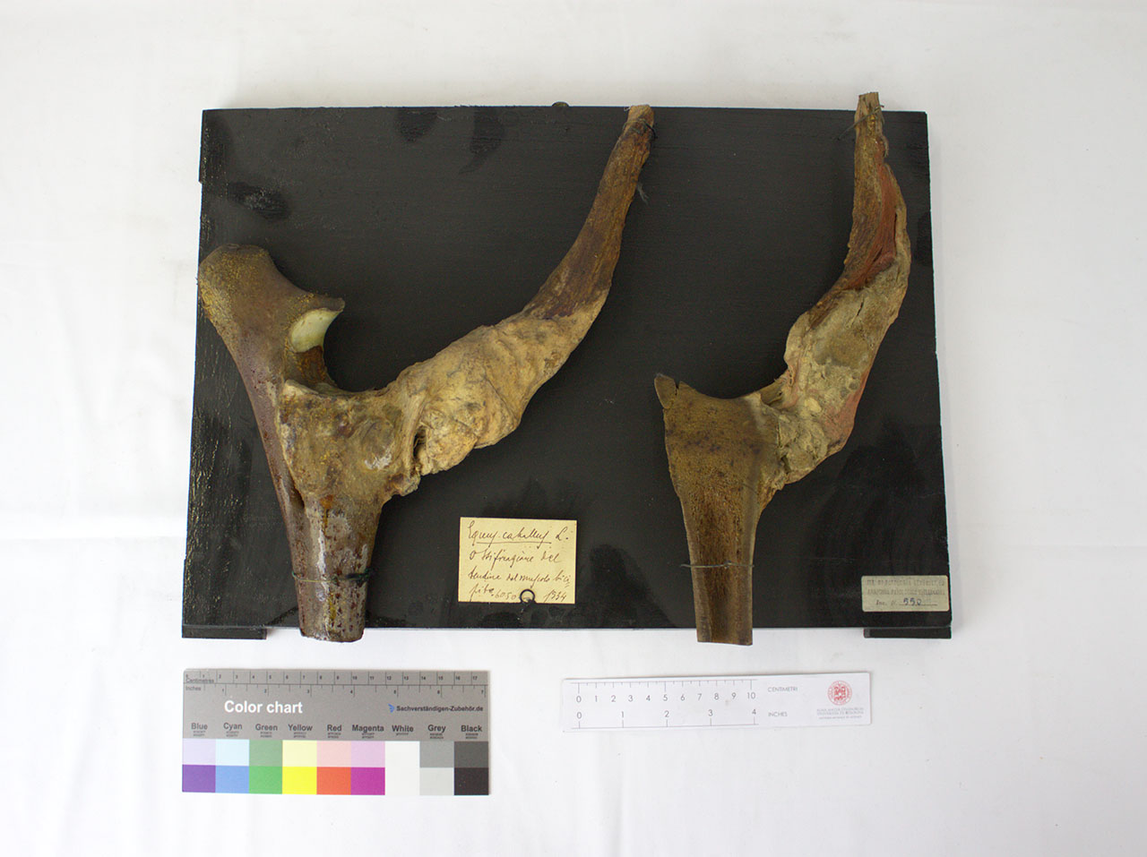 VERTEBRATI/ MAMMIFERI/ cavallo (esemplare)