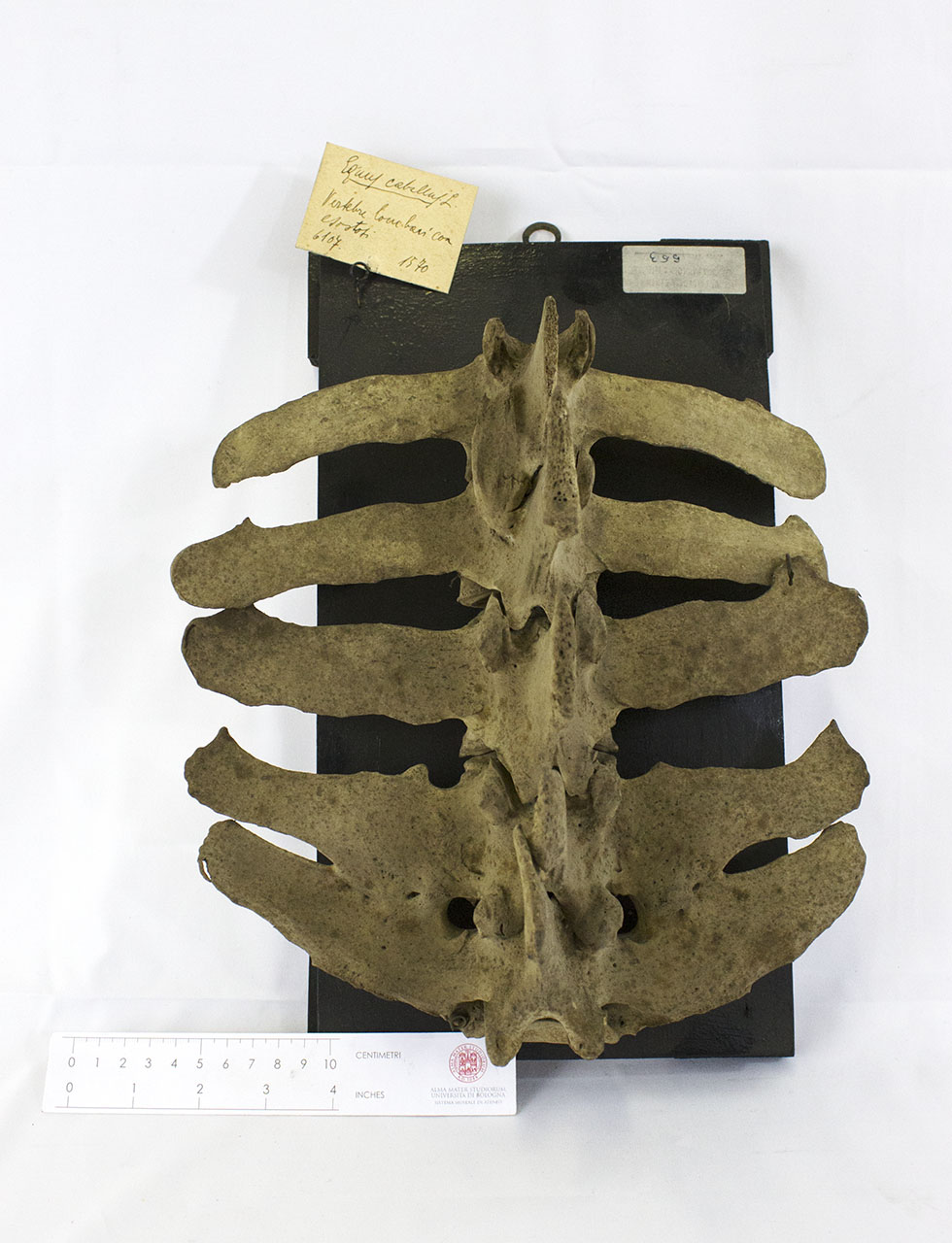 VERTEBRATI/ MAMMIFERI/ cavallo (esemplare)