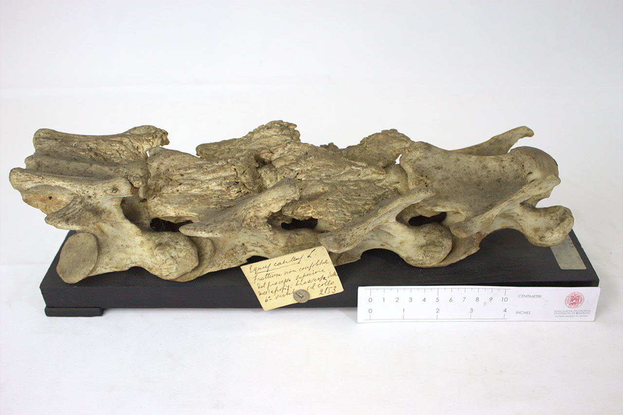 VERTEBRATI/ MAMMIFERI/ cavallo (esemplare)