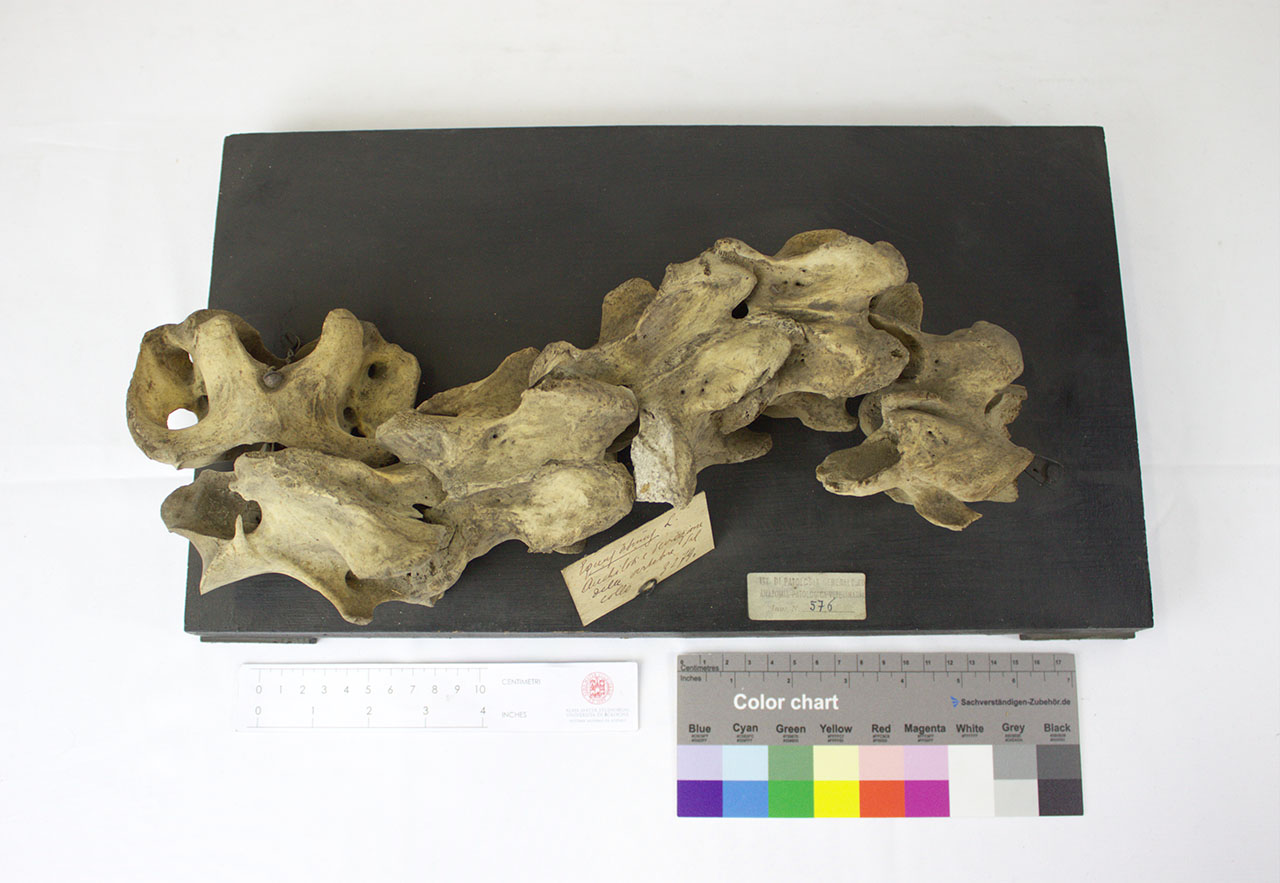 VERTEBRATI/ MAMMIFERI/ asino (esemplare)