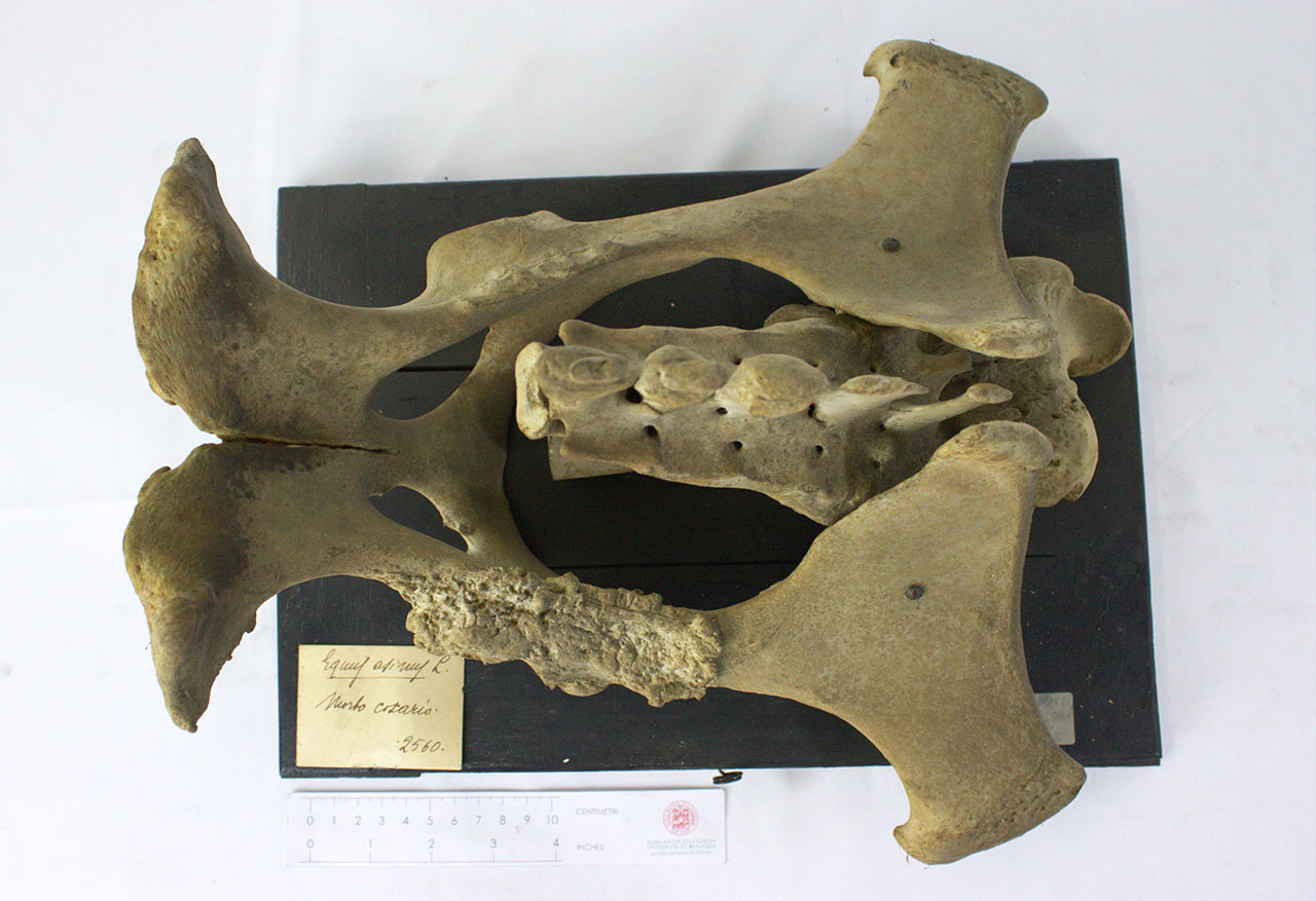 VERTEBRATI/ MAMMIFERI/ asino (esemplare)