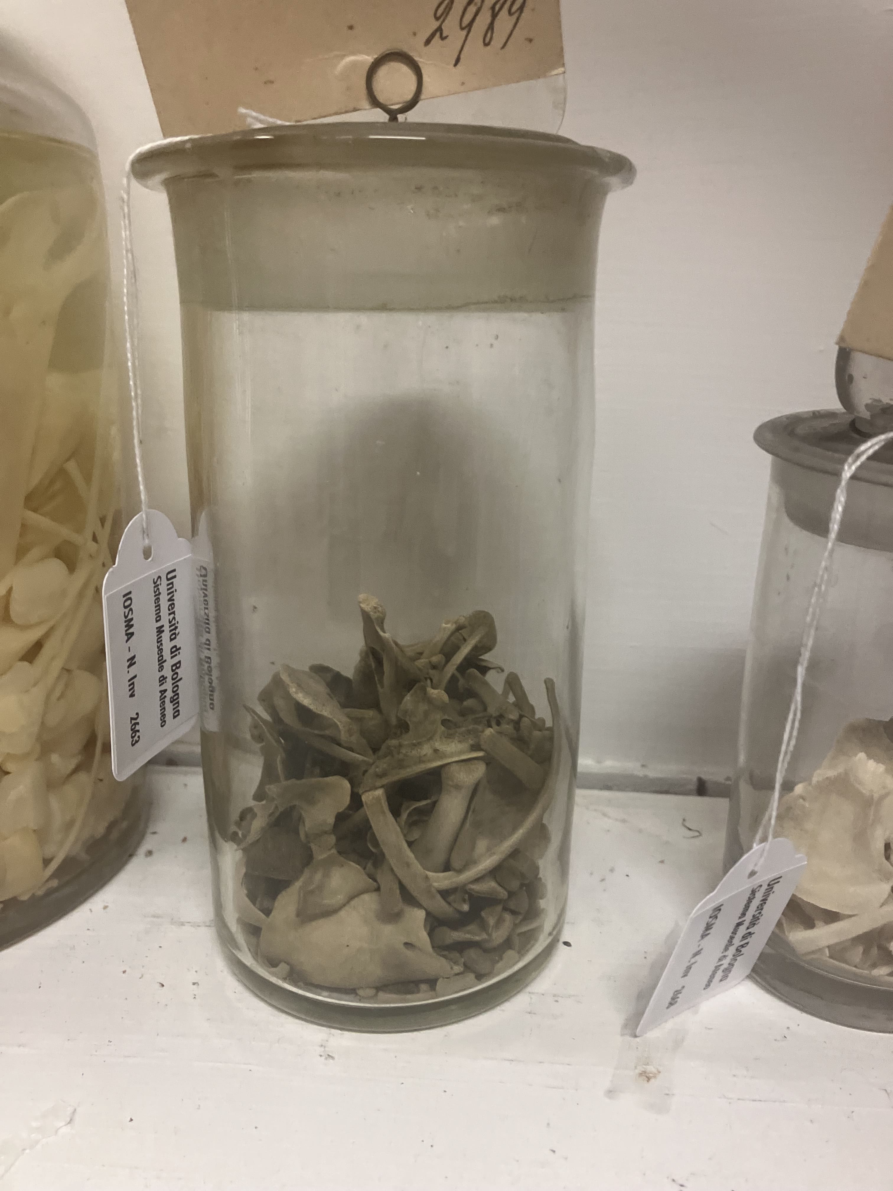 VERTEBRATI/MAMMIFERO/maiale (esemplare)