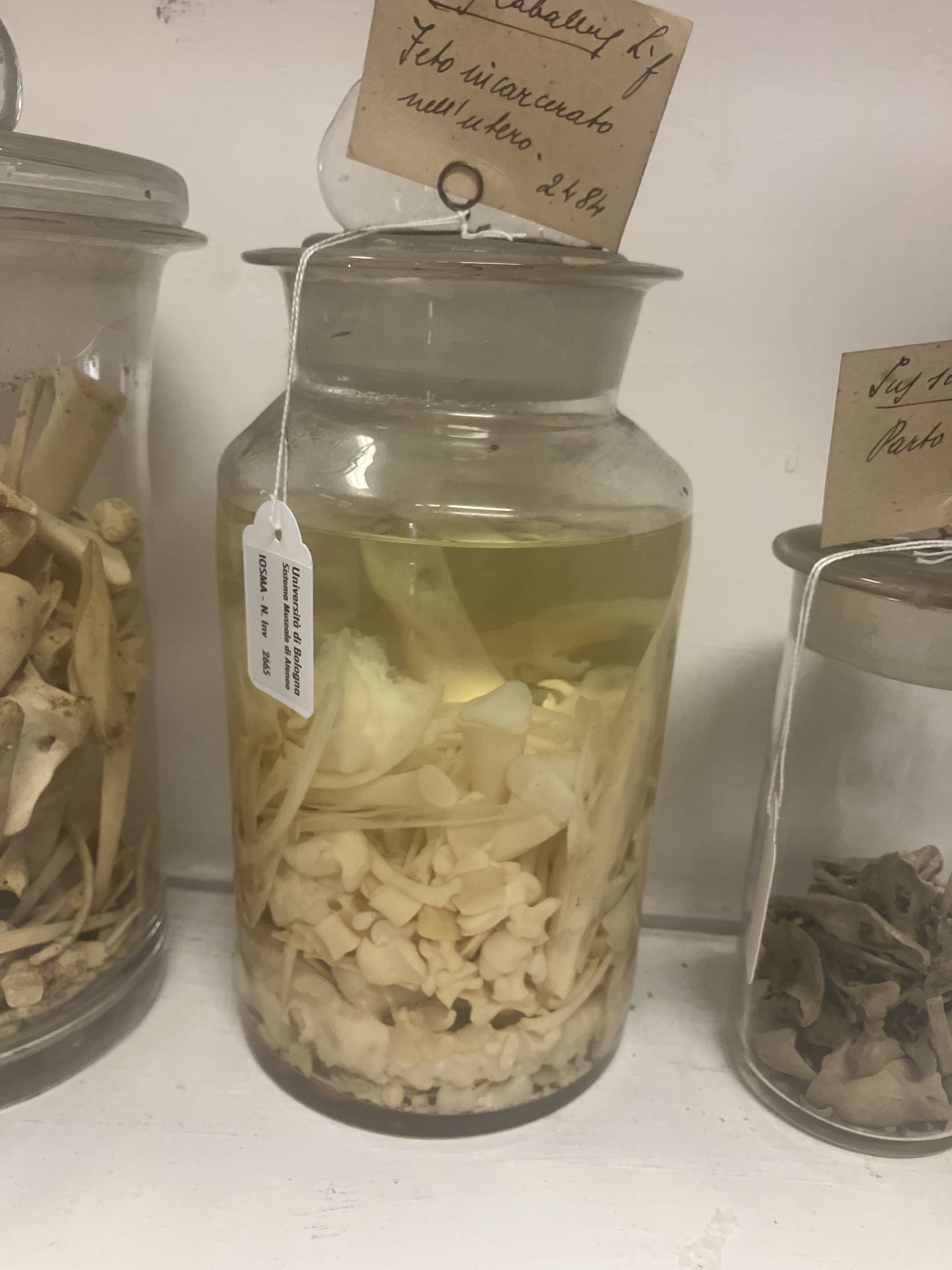 VERTEBRATI/ MAMMIFERI/ cavallo (esemplare)