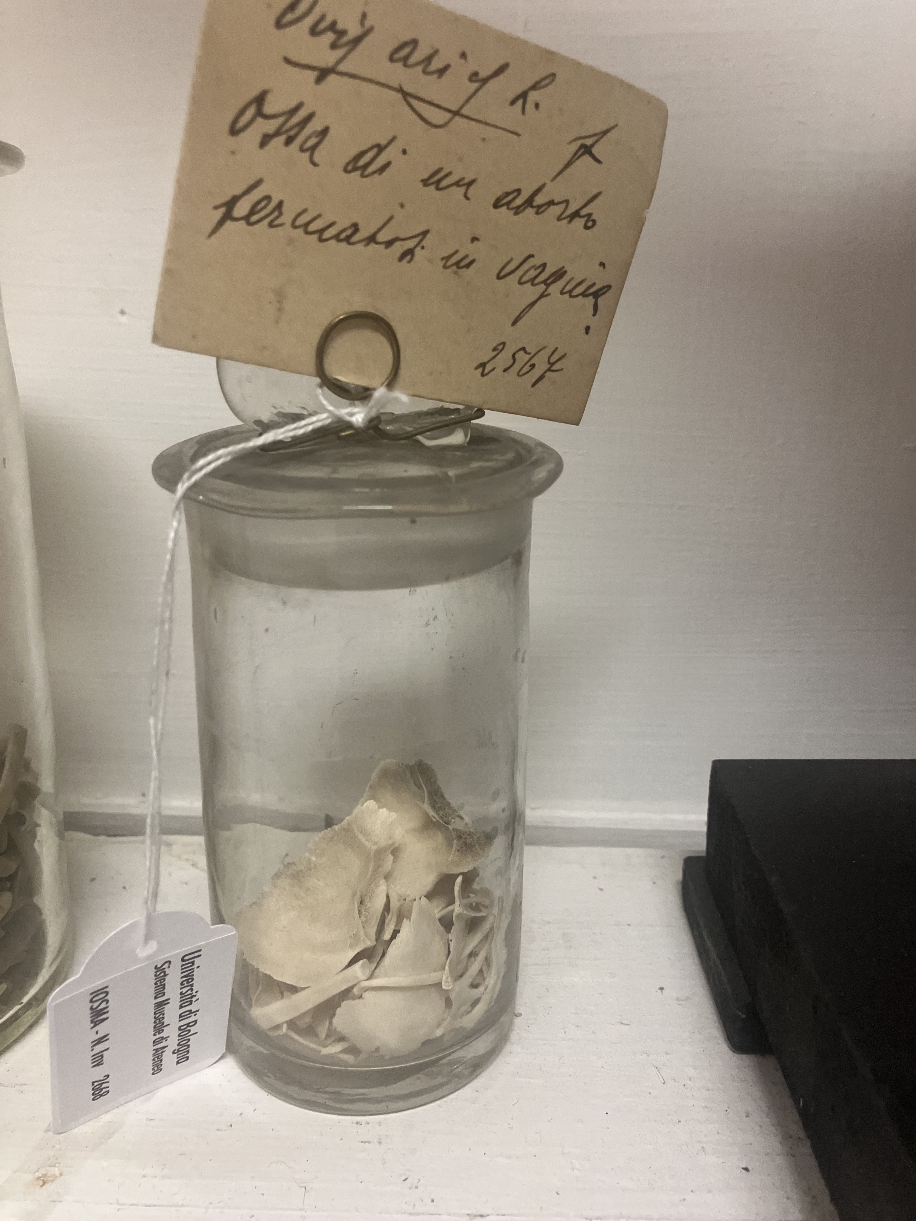 VERTEBRATI/MAMMIFERI/pecora (esemplare)