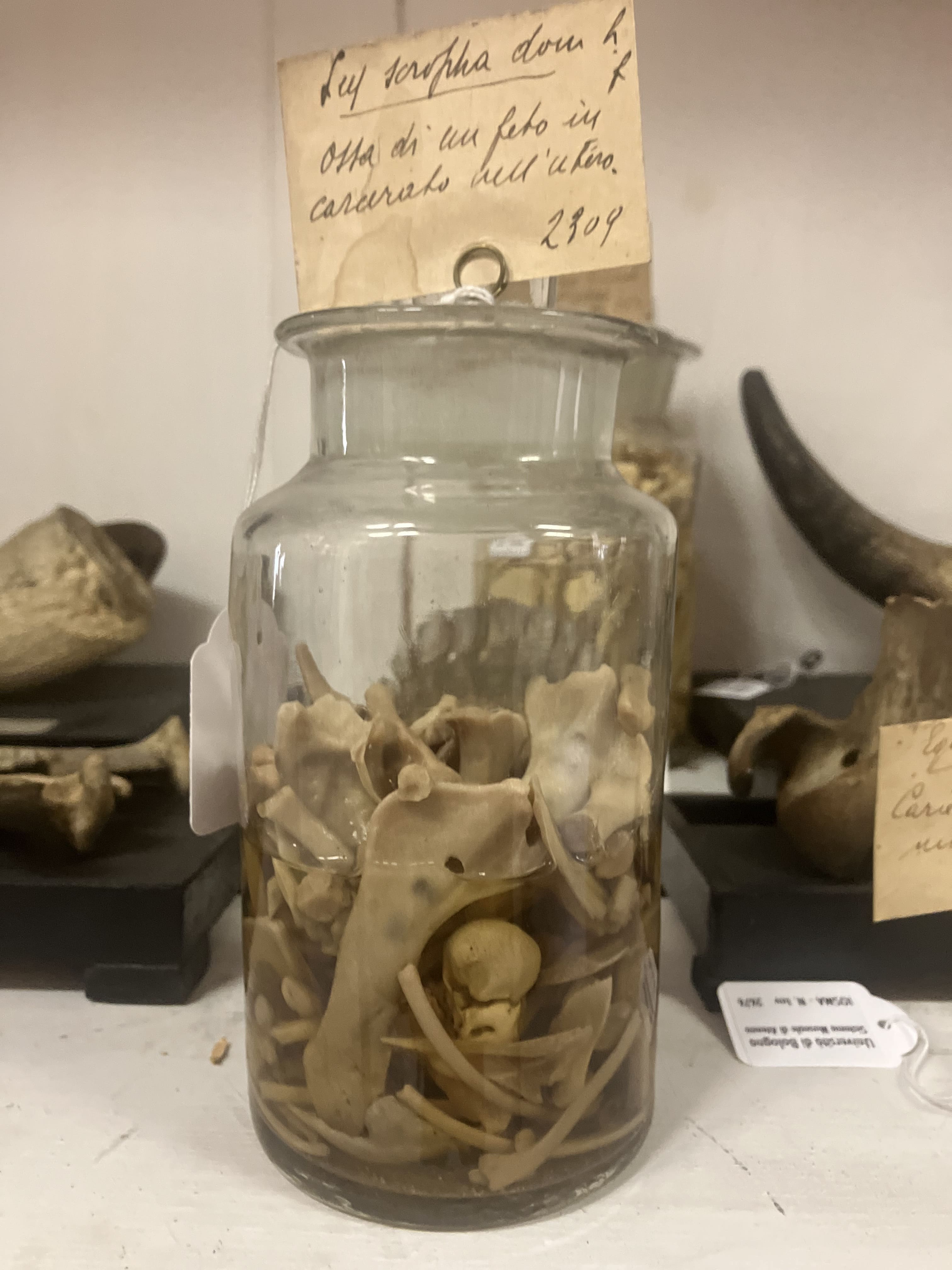 VERTEBRATI/ MAMMIFERI/ bovino (esemplare)