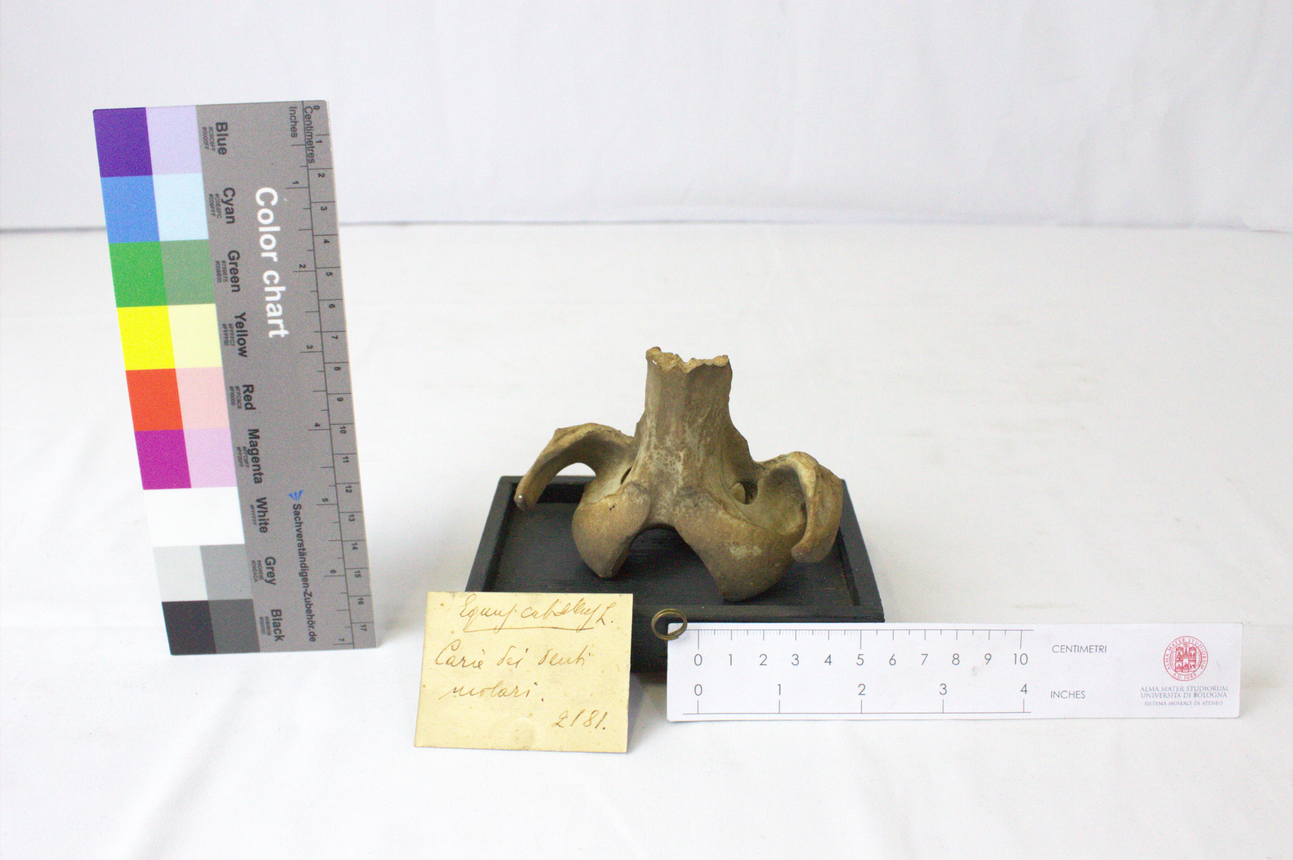 VERTEBRATI/ MAMMIFERI/ cavallo (esemplare)