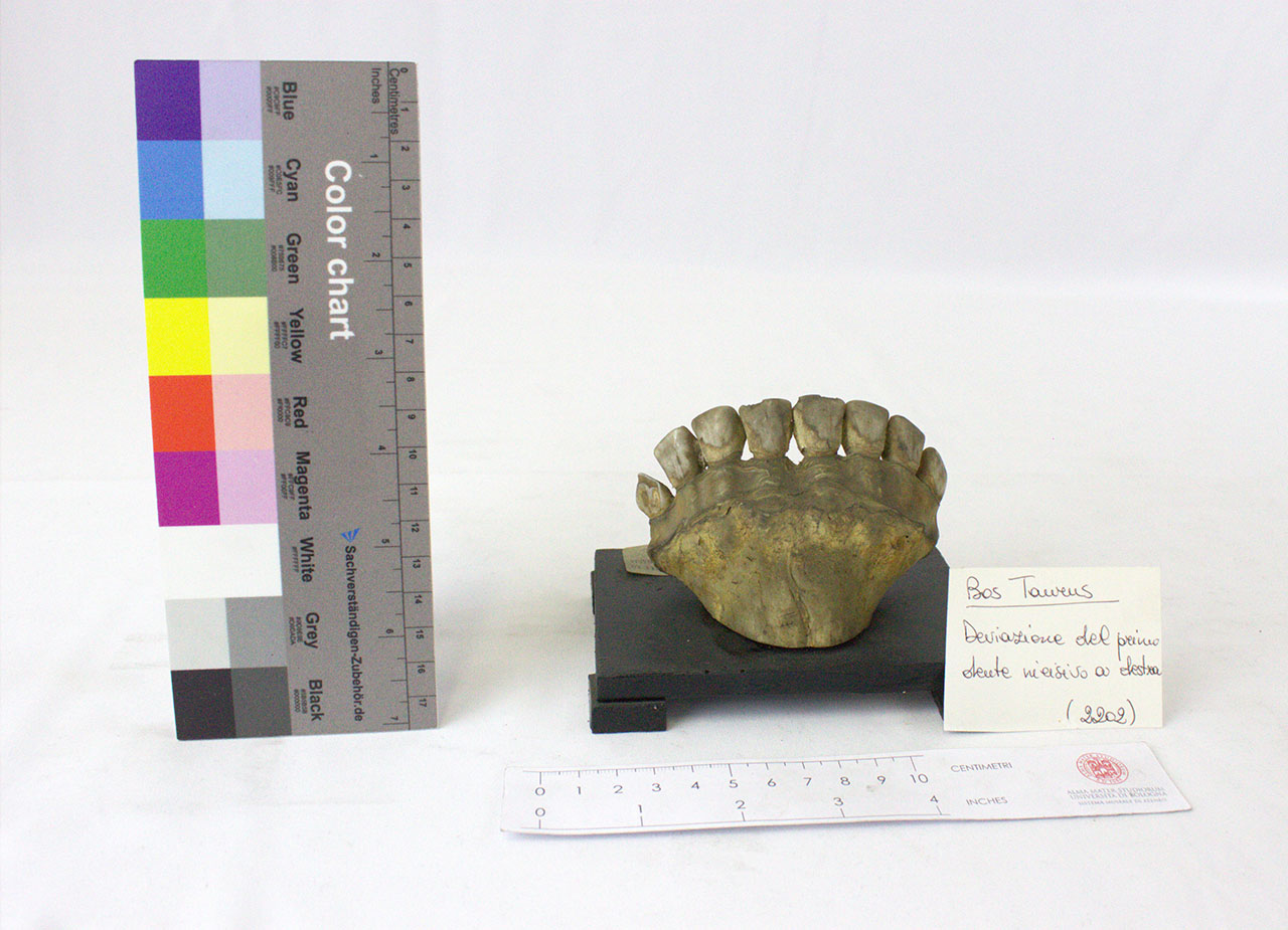 VERTEBRATI/ MAMMIFERI/ bovino (esemplare)