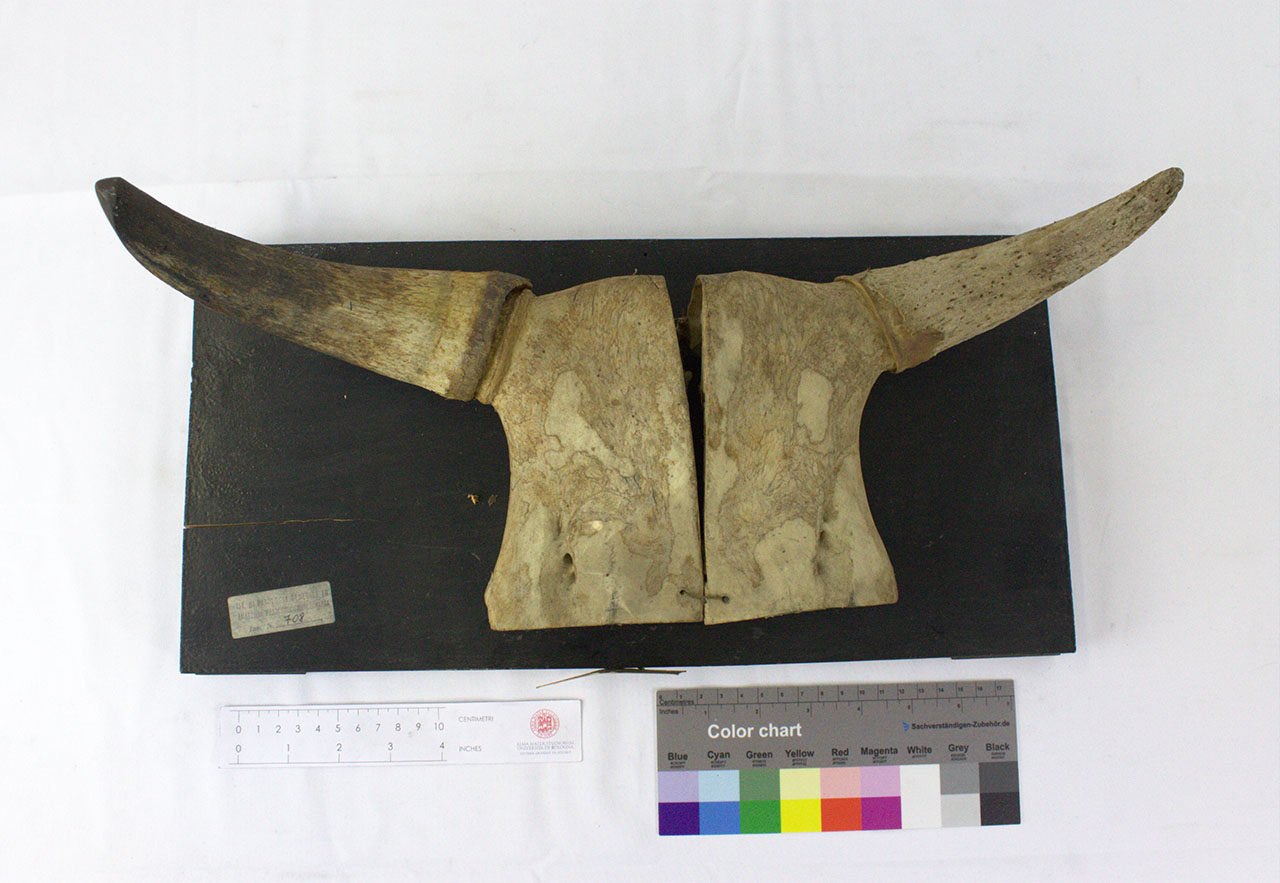 VERTEBRATI/ MAMMIFERI/ bovino (esemplare)