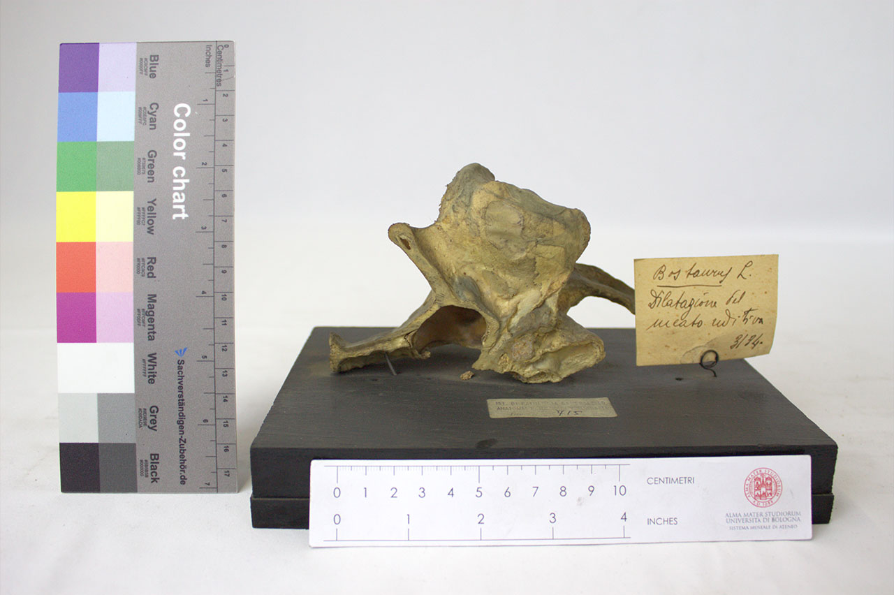 VERTEBRATI/ MAMMIFERI/ bovino (esemplare)