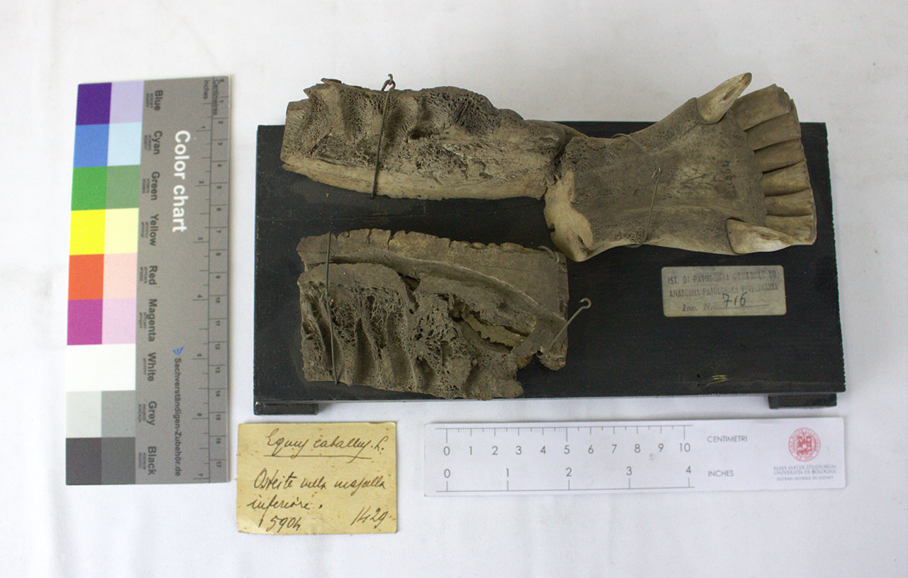 VERTEBRATI/ MAMMIFERI/ cavallo (esemplare)