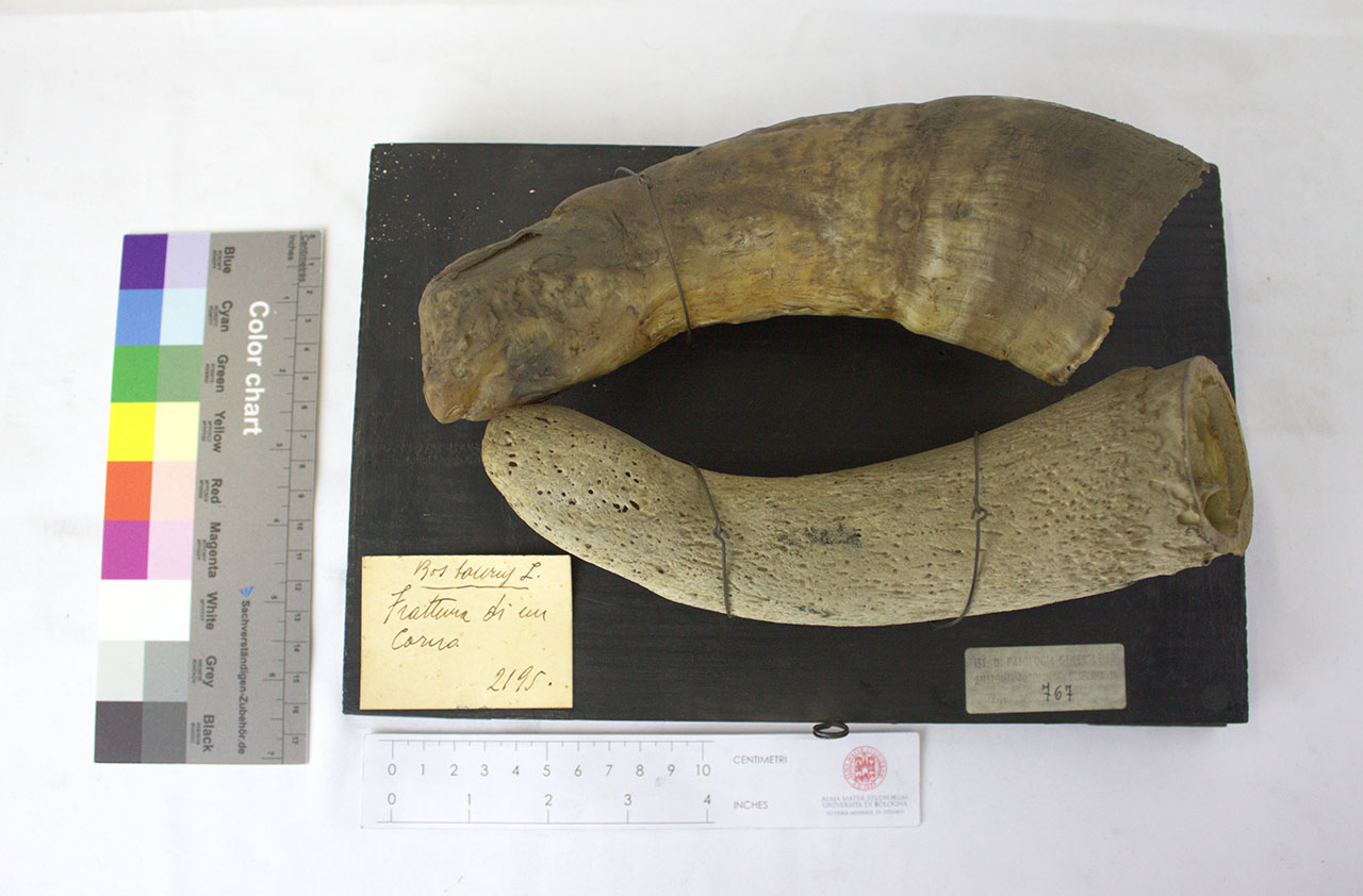 VERTEBRATI/ MAMMIFERI/ bovino (esemplare)