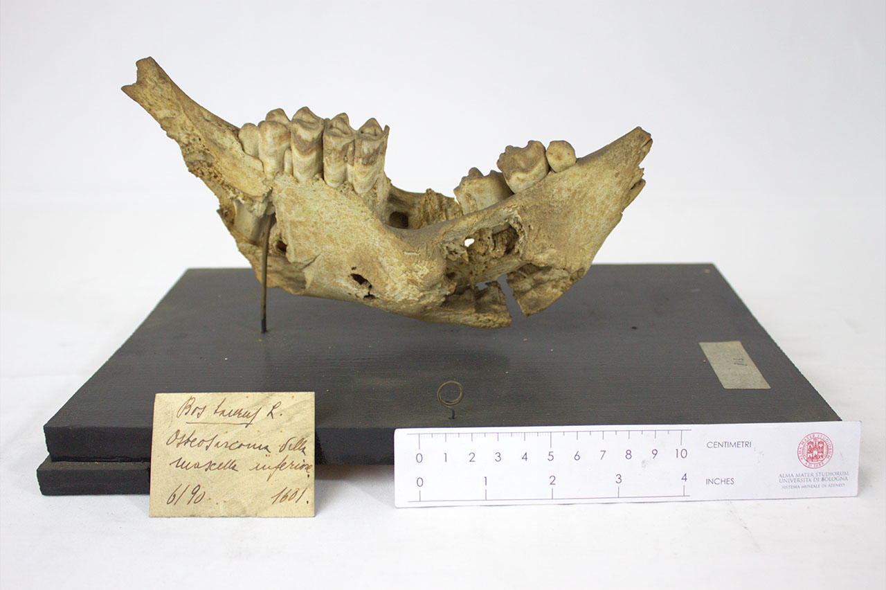 VERTEBRATI/ MAMMIFERI/ bovino (esemplare)