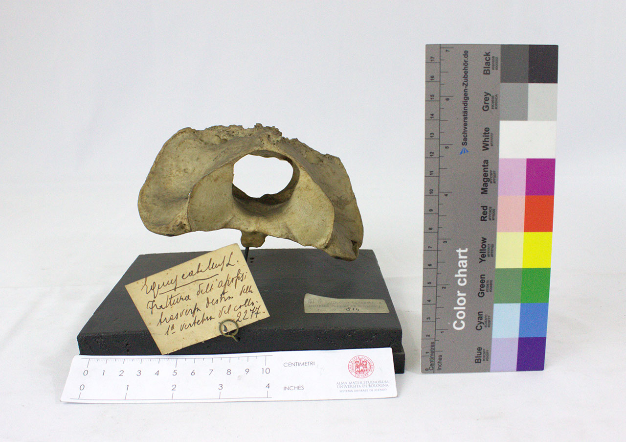 VERTEBRATI/ MAMMIFERI/ cavallo (esemplare)