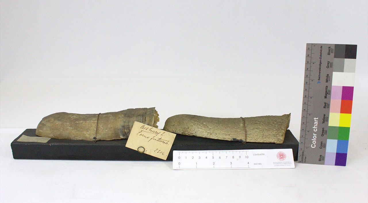 VERTEBRATI/ MAMMIFERI/ bovino (esemplare)