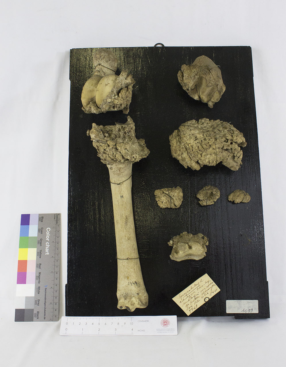 VERTEBRATI/ MAMMIFERI/ cavallo (esemplare)