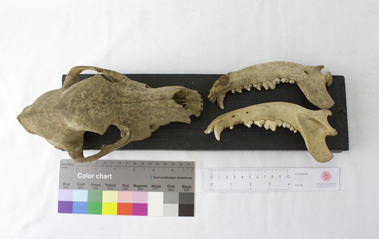 VERTEBRATI/MAMMIFERI/cane (esemplare)