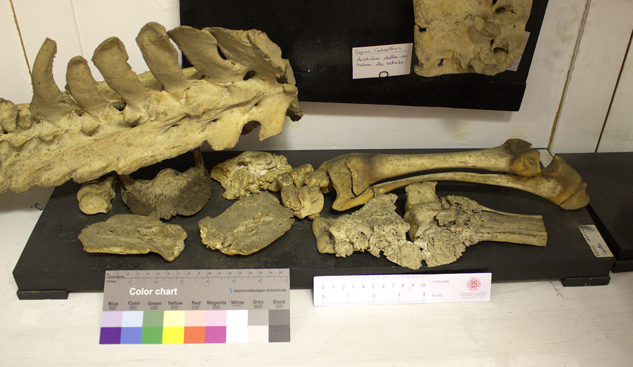 VERTEBRATI/ MAMMIFERI/ cavallo (esemplare)