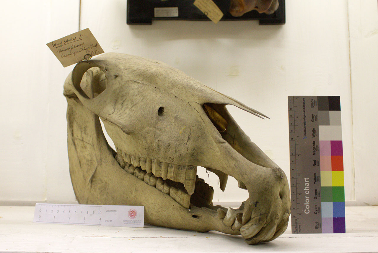 VERTEBRATI/ MAMMIFERI/ cavallo (esemplare)