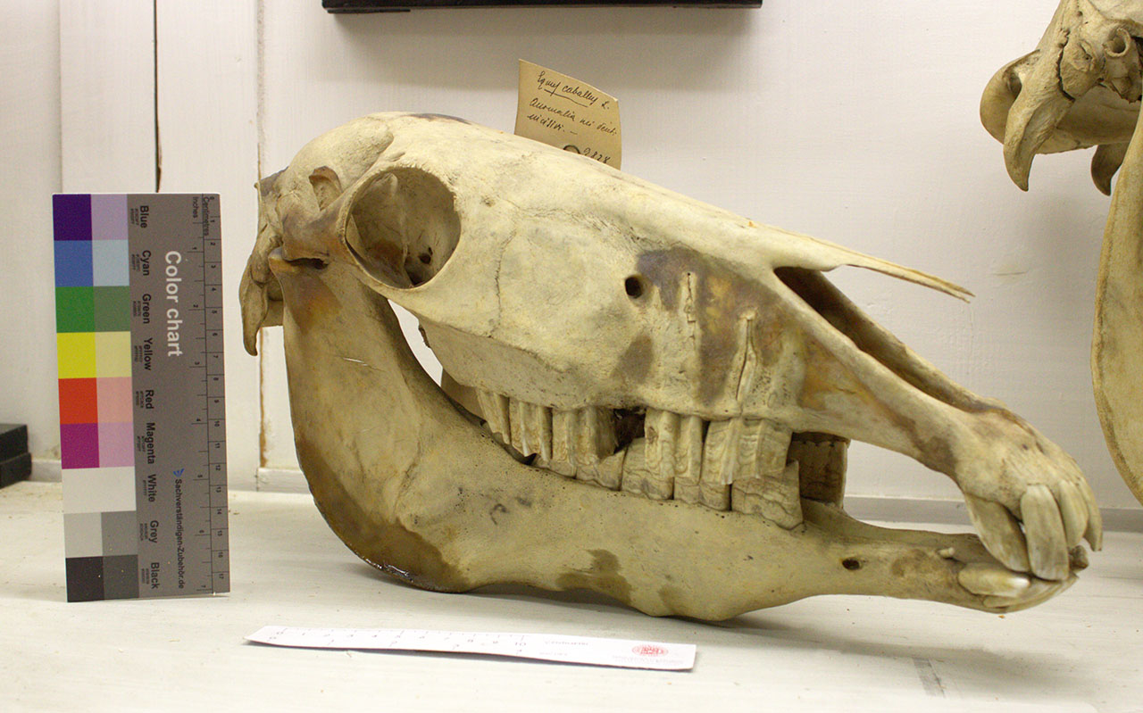 VERTEBRATI/ MAMMIFERI/ cavallo (esemplare)