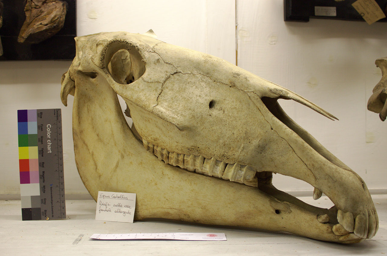 VERTEBRATI/ MAMMIFERI/ cavallo (esemplare)