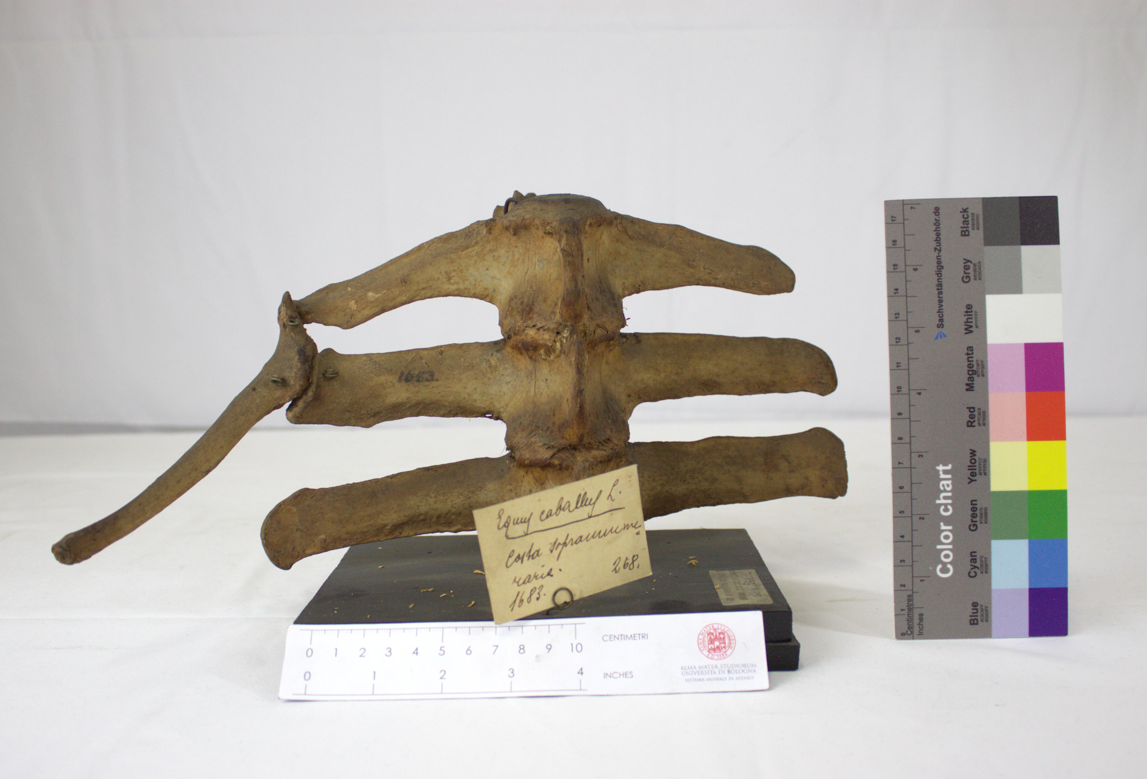 VERTEBRATI/ MAMMIFERI/ cavallo (esemplare)