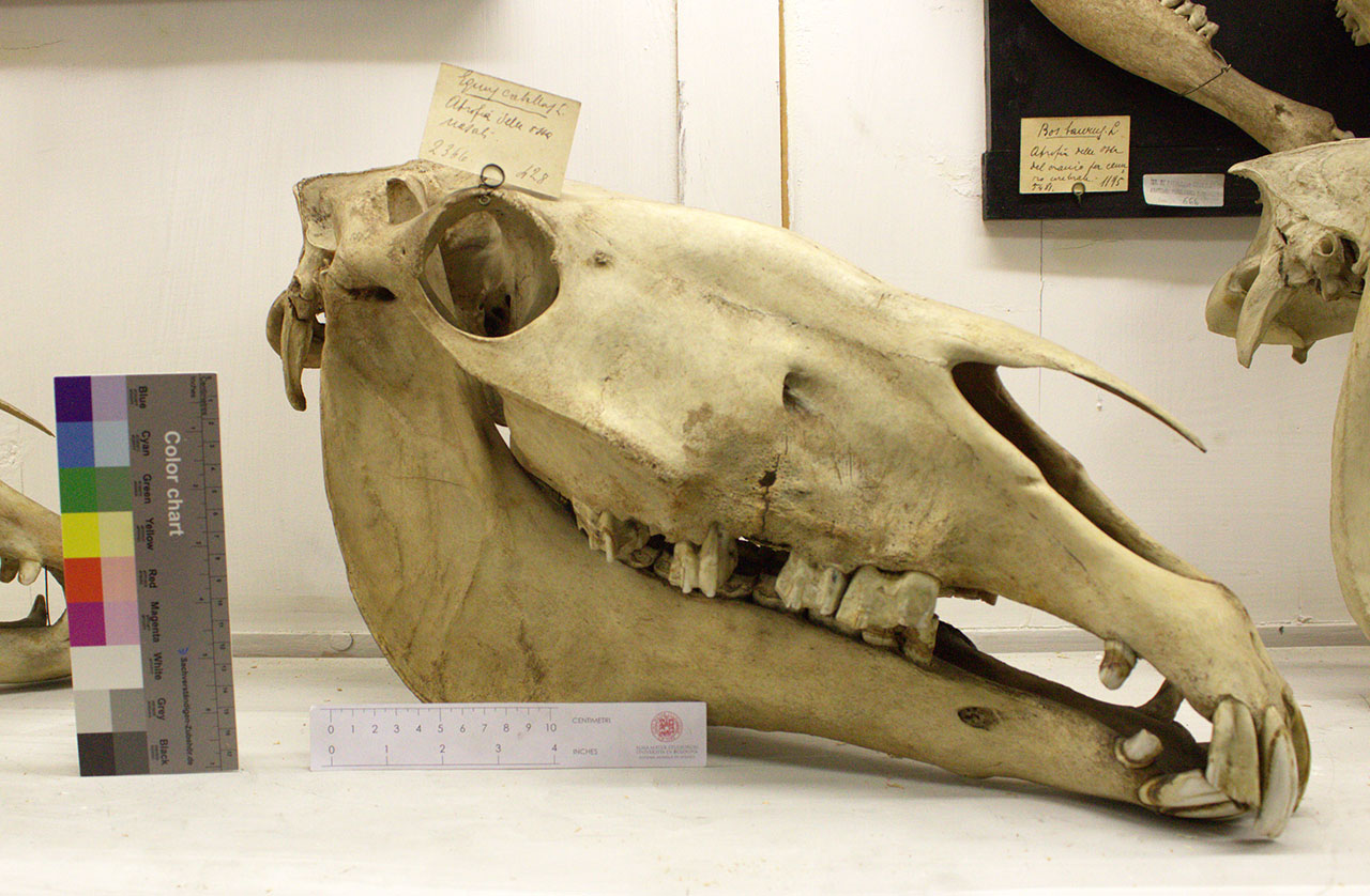VERTEBRATI/ MAMMIFERI/ cavallo (esemplare)