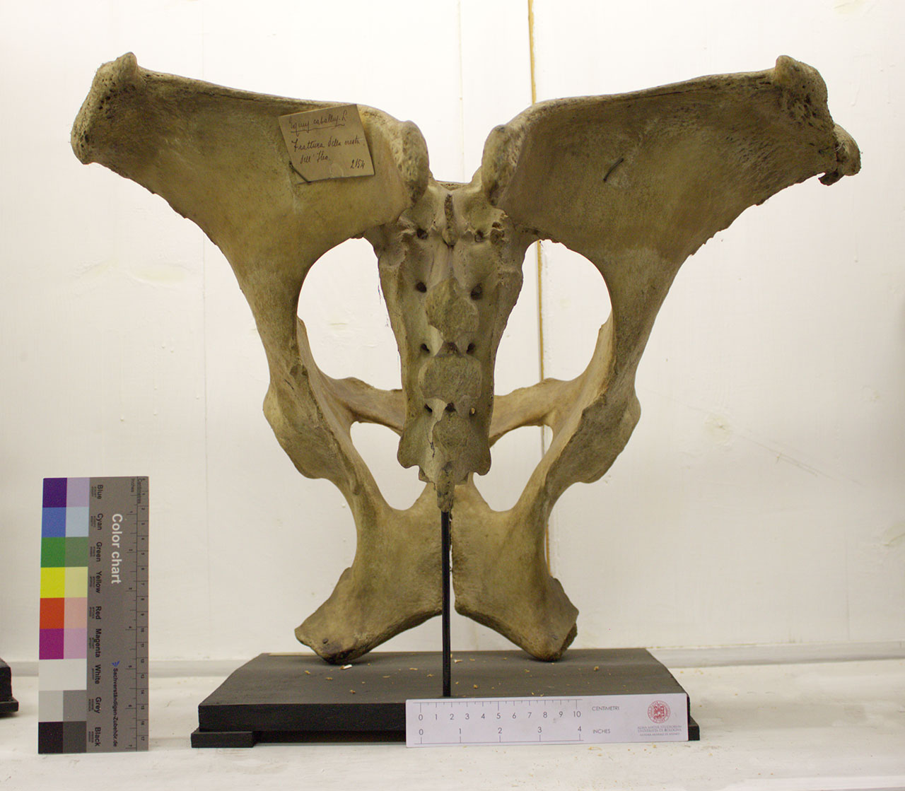 VERTEBRATI/ MAMMIFERI/ cavallo (esemplare)