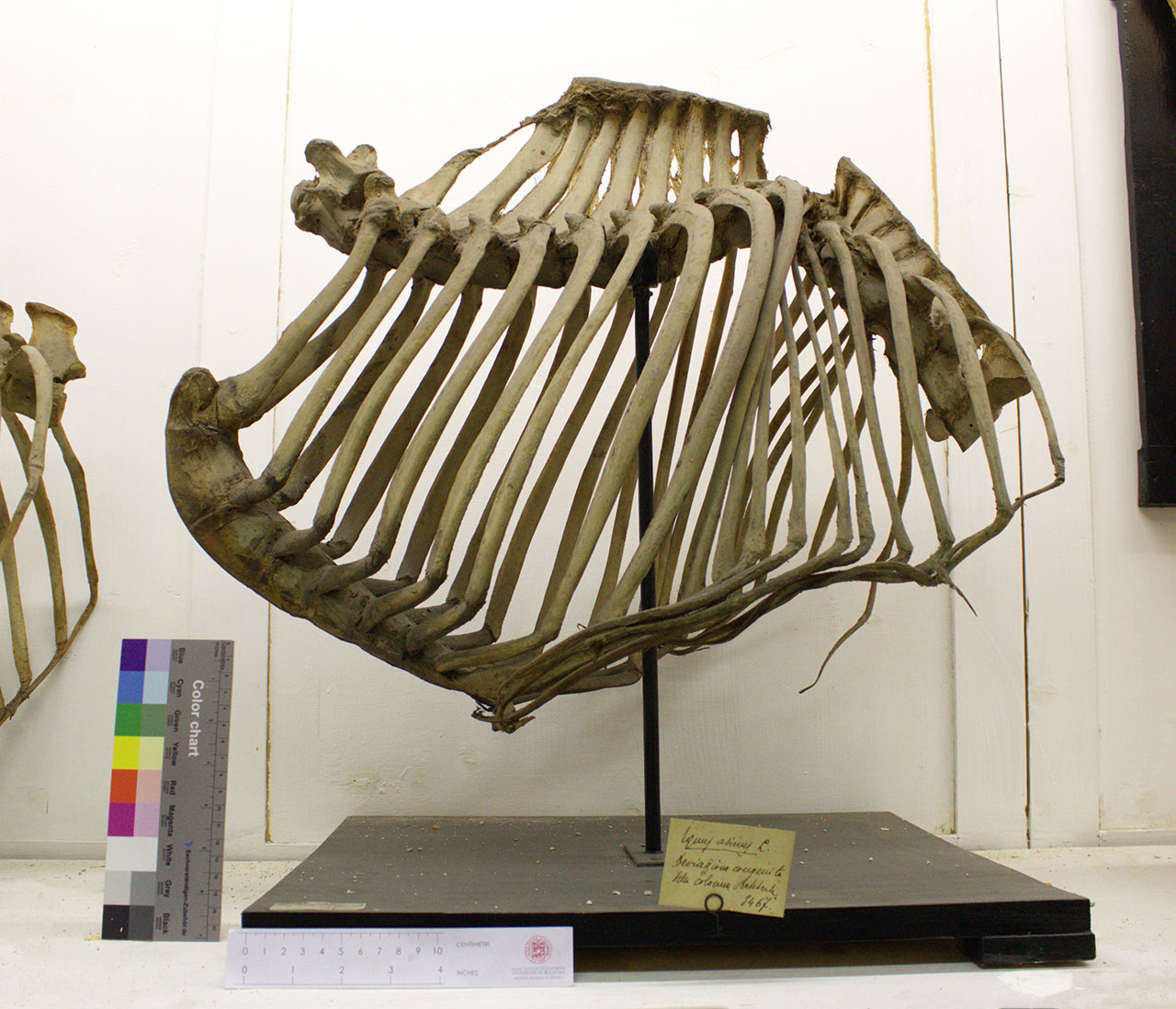 VERTEBRATI/ MAMMIFERI/ asino (esemplare)