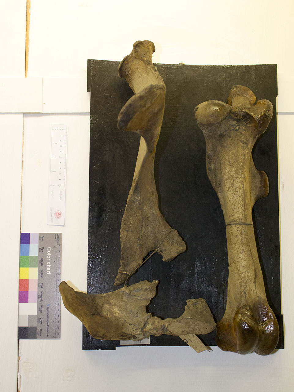 VERTEBRATI/ MAMMIFERI/ cavallo (esemplare)