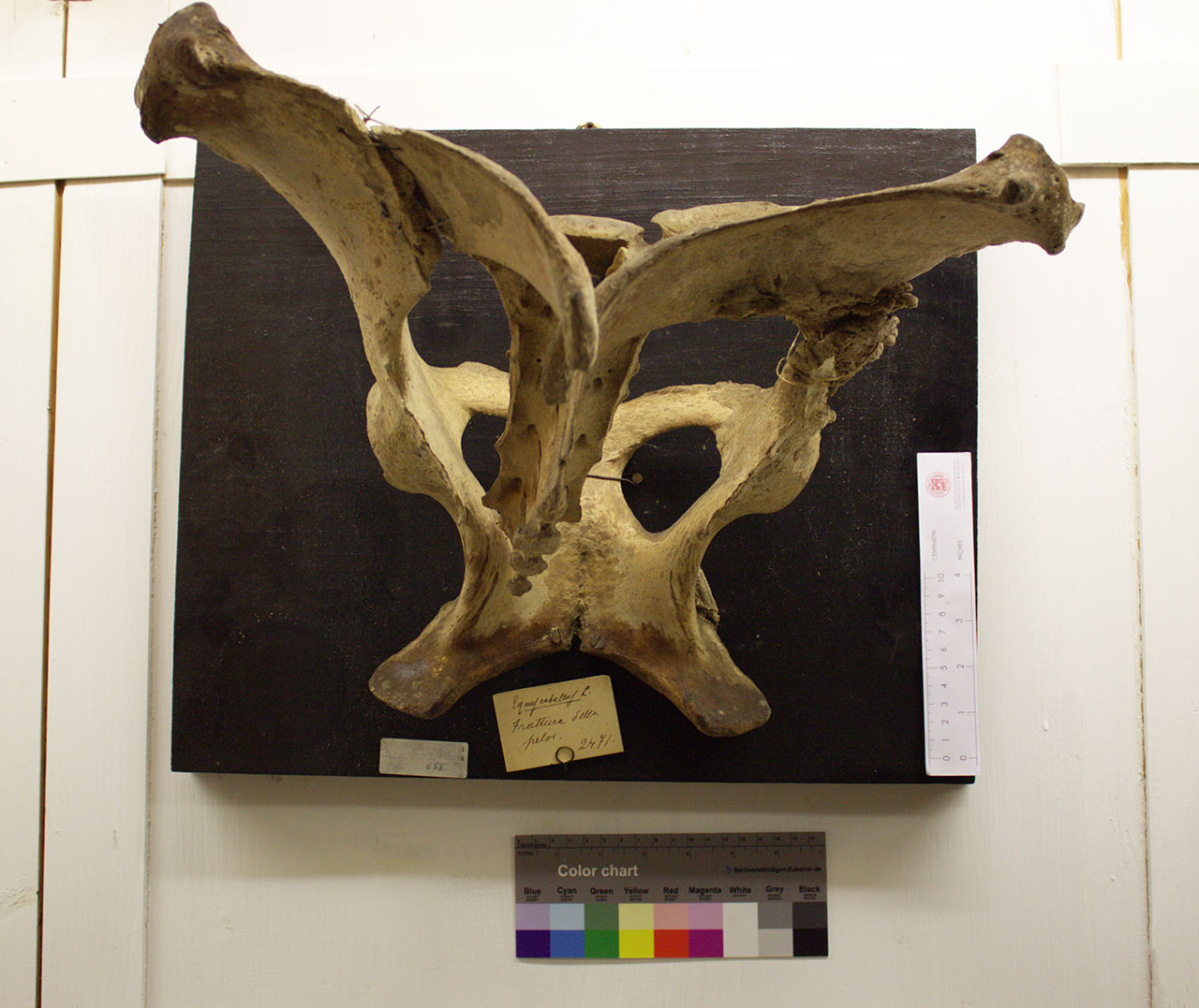 VERTEBRATI/ MAMMIFERI/ cavallo (esemplare)