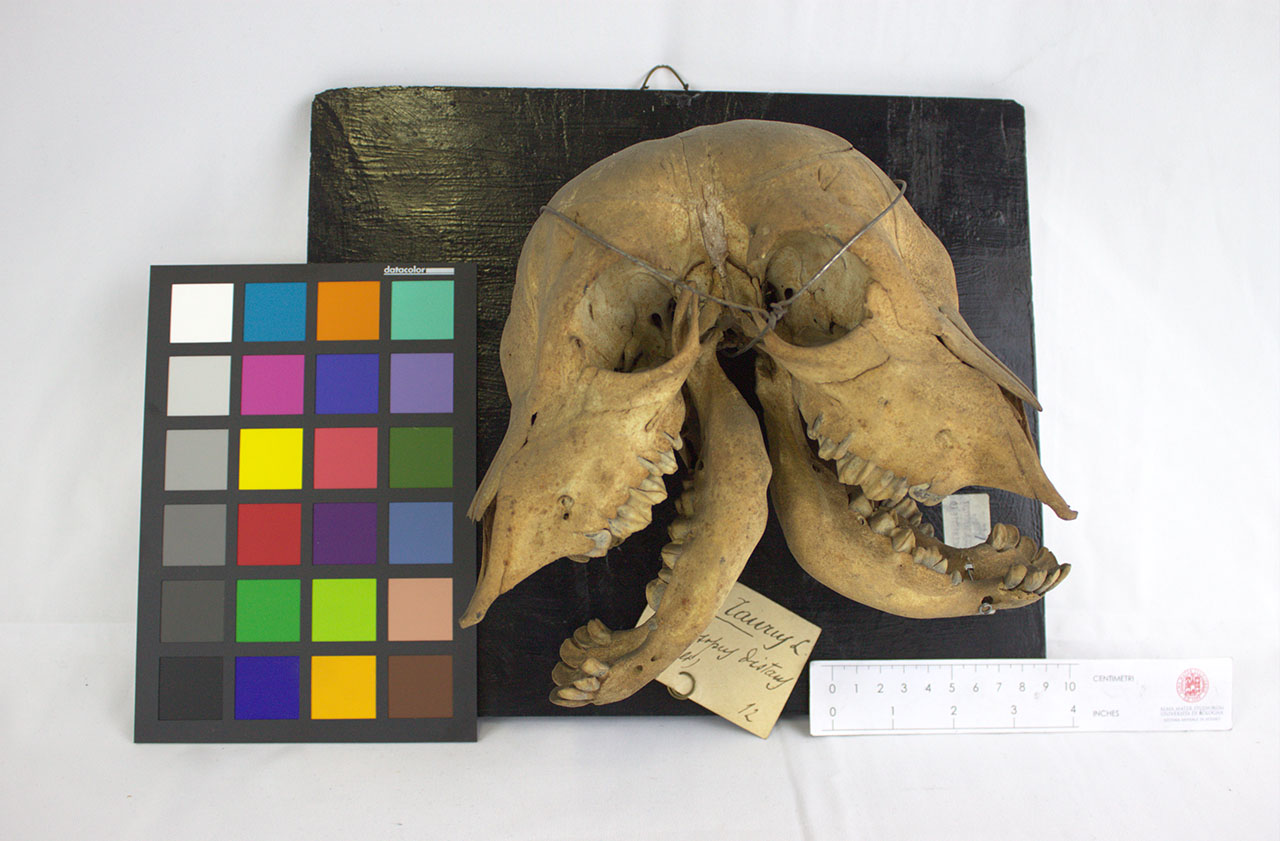 VERTEBRATI/ MAMMIFERI/ bovino (esemplare)