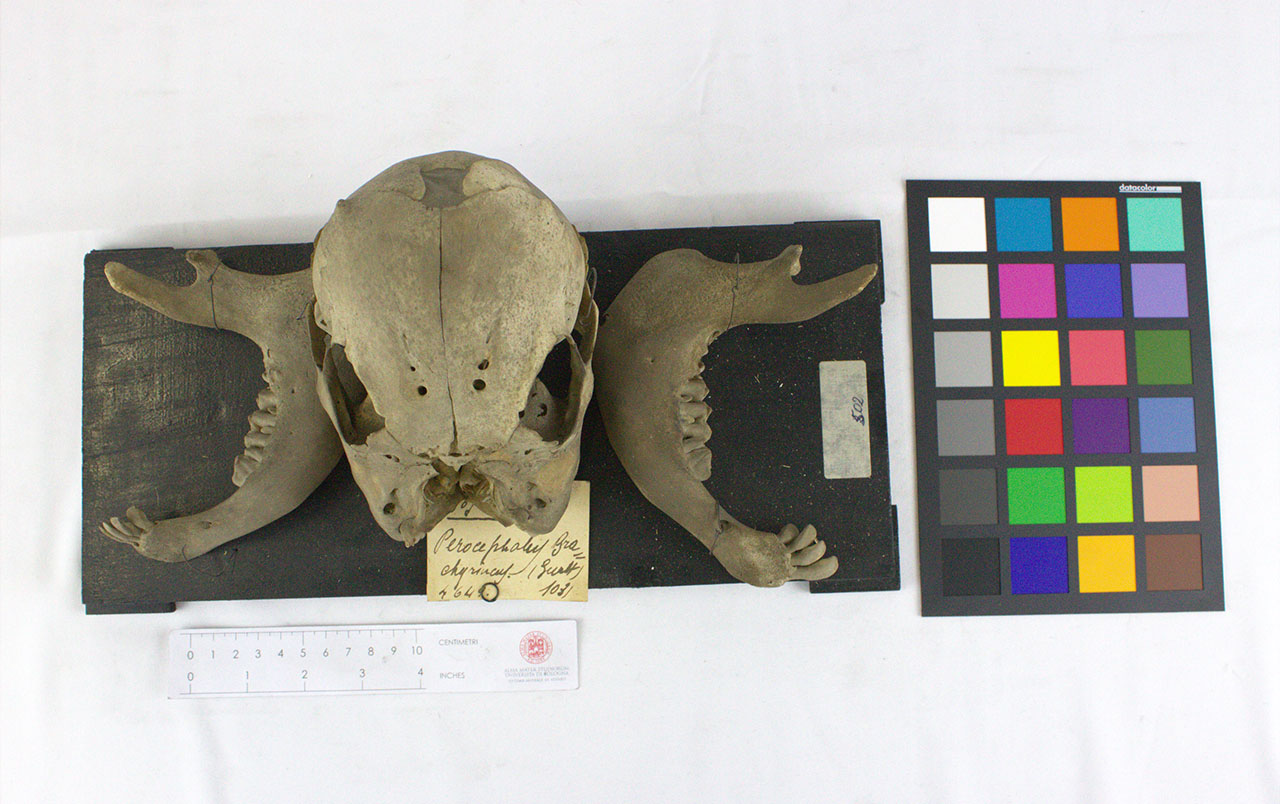 VERTEBRATI/ MAMMIFERI/ bovino (esemplare)