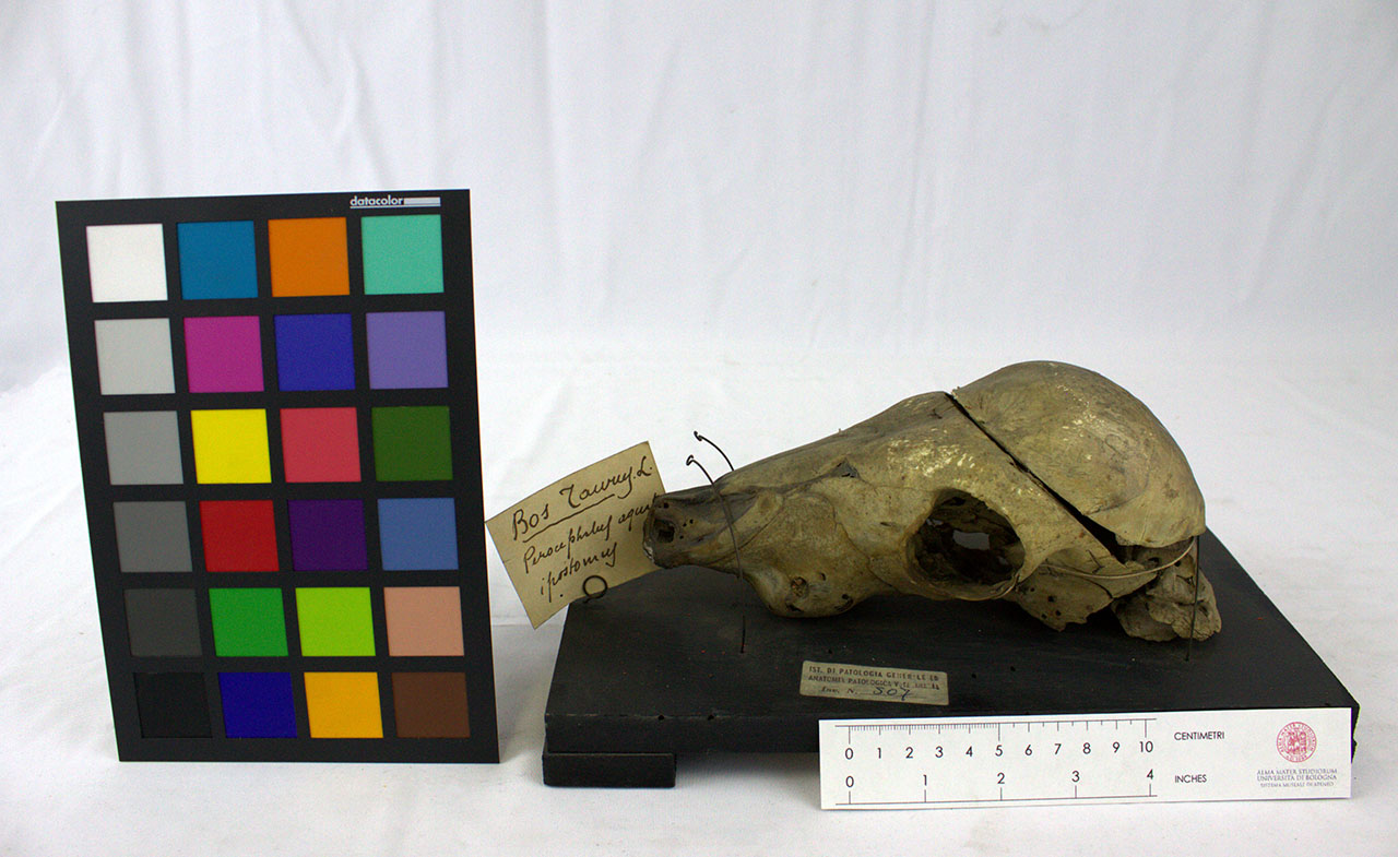 VERTEBRATI/ MAMMIFERI/ bovino (esemplare)