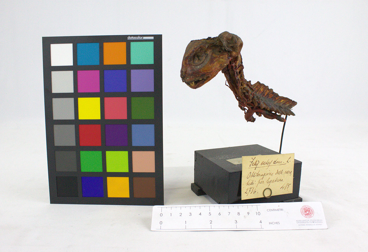 VERTEBRATI/MAMMIFERI/gatto (esemplare)