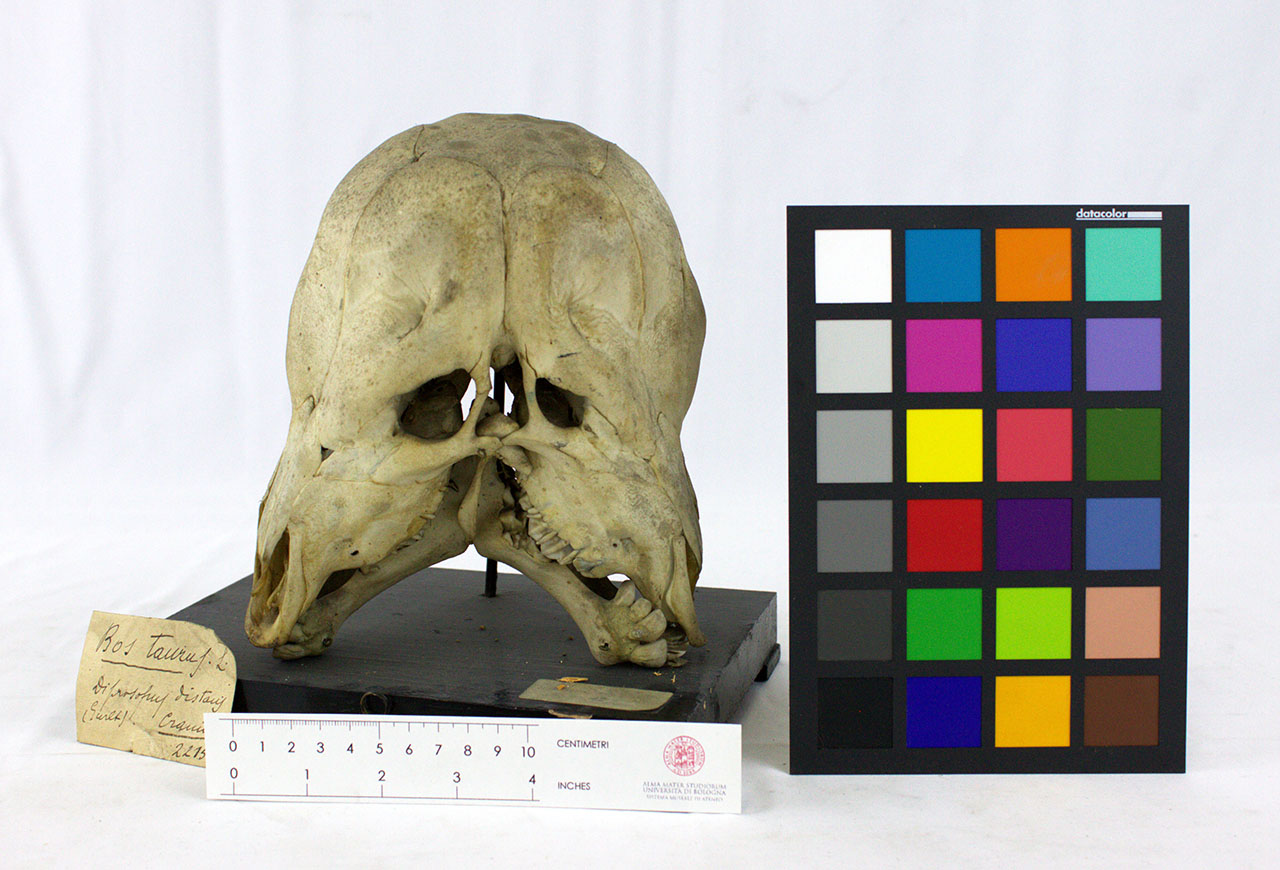 VERTEBRATI/ MAMMIFERI/ bovino (esemplare)