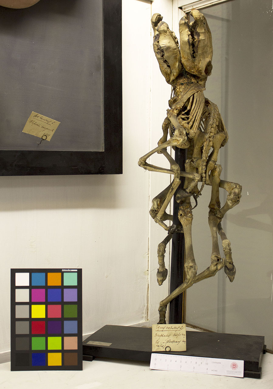 VERTEBRATI/ MAMMIFERI/ cavallo (esemplare)