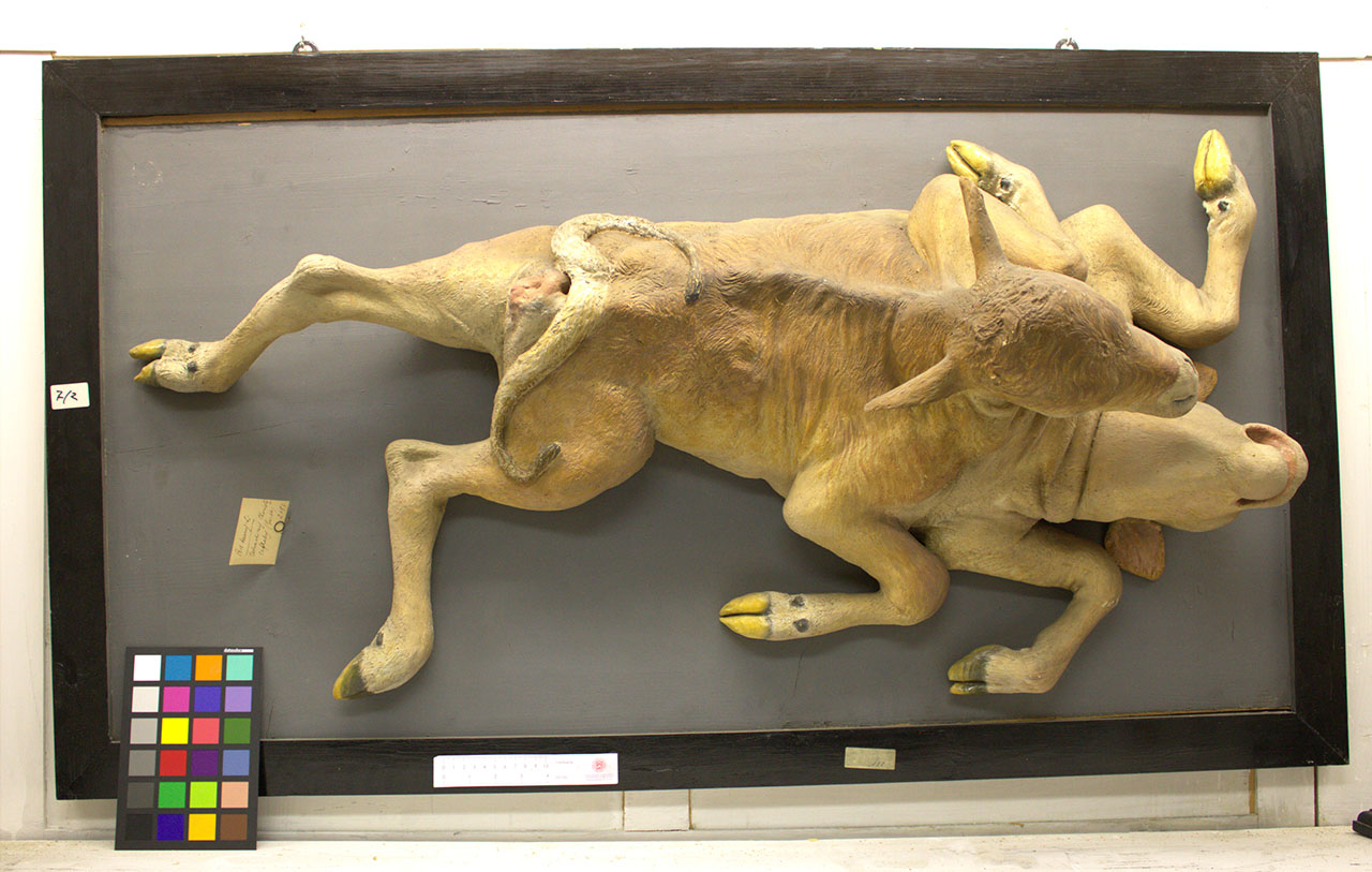 VERTEBRATI/ MAMMIFERI/ bovino (esemplare)