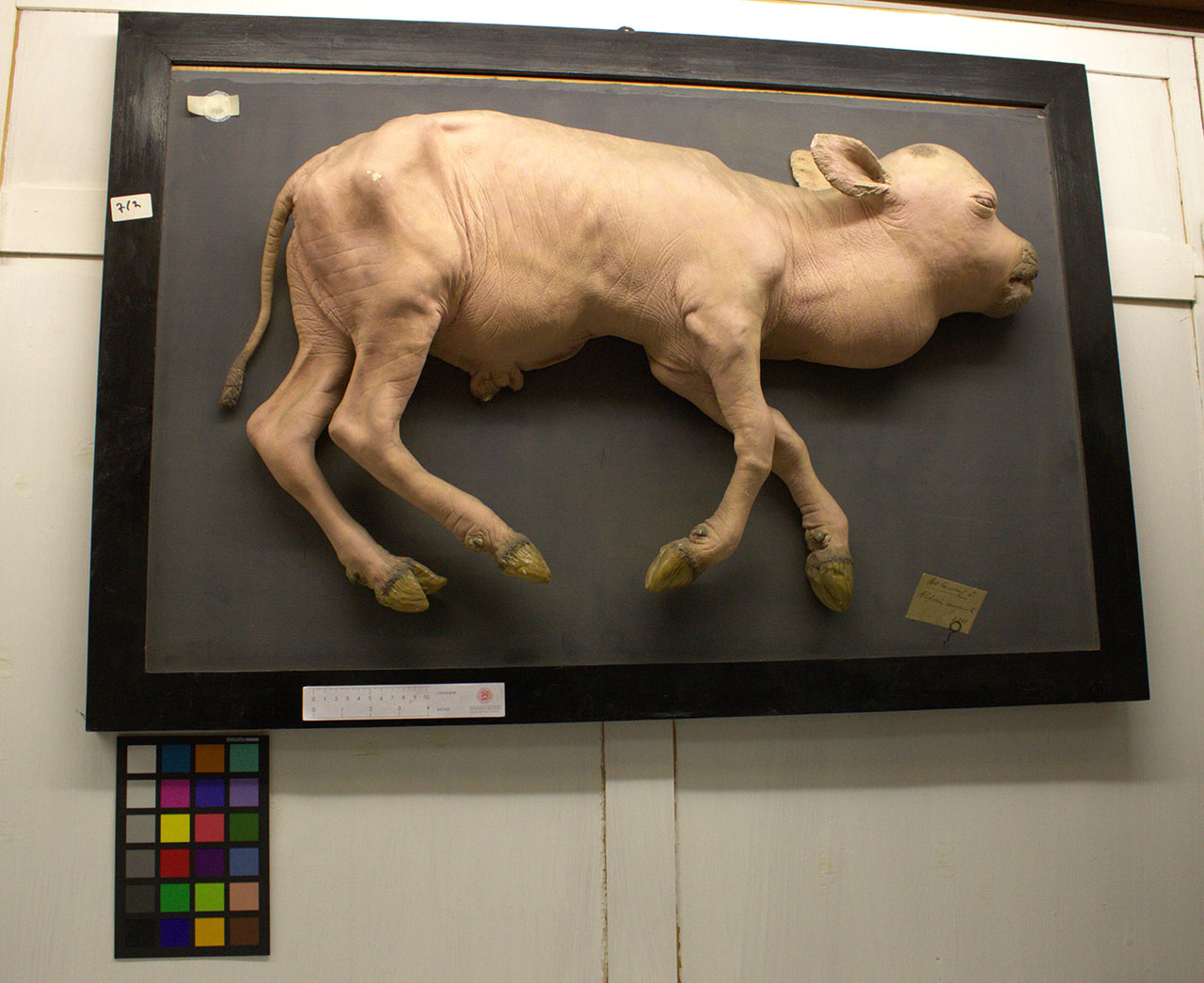 VERTEBRATI/ MAMMIFERI/ bovino (esemplare)