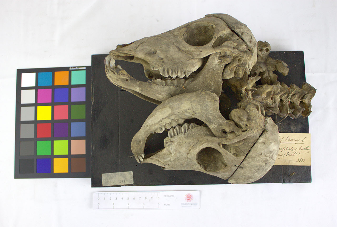 VERTEBRATI/ MAMMIFERI/ bovino (esemplare)