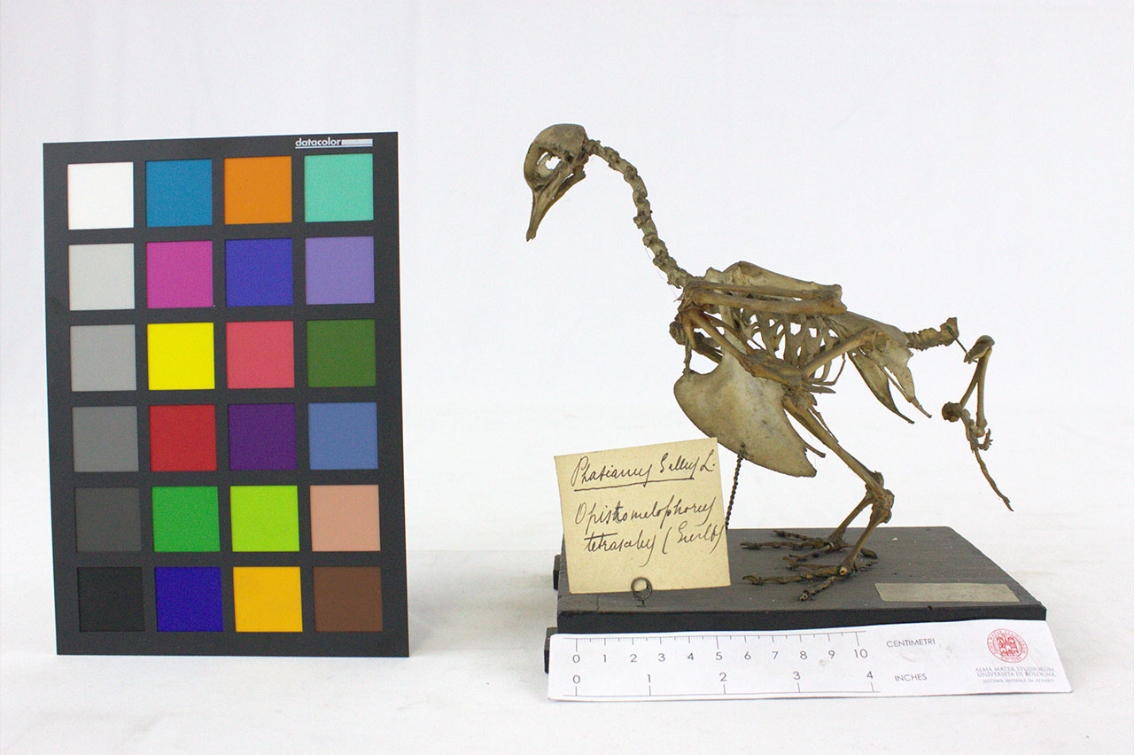 VERTEBRATI/AVES/gallo (esemplare)