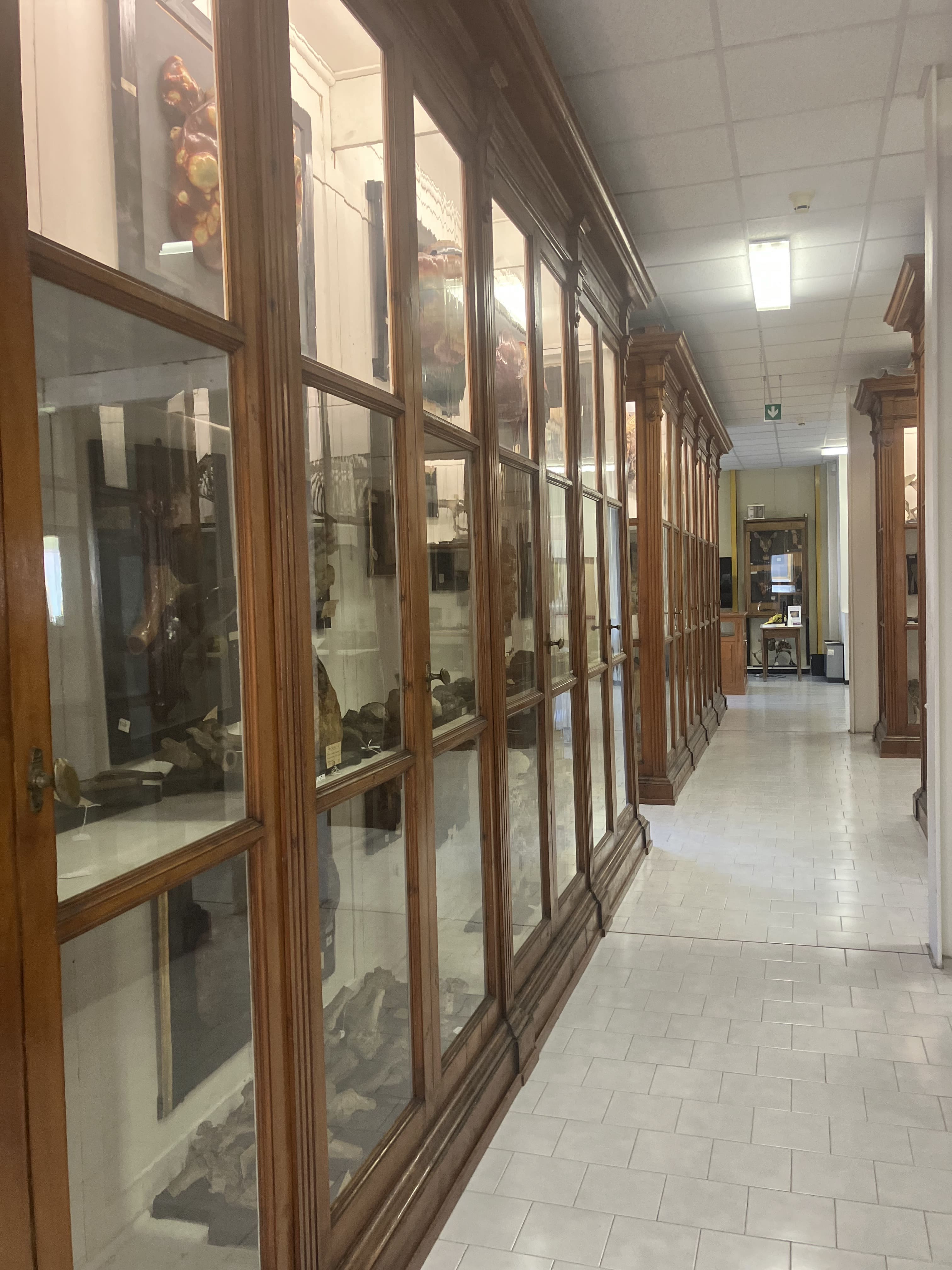 VERTEBRATI/MAMMIFERO/maiale (esemplare)